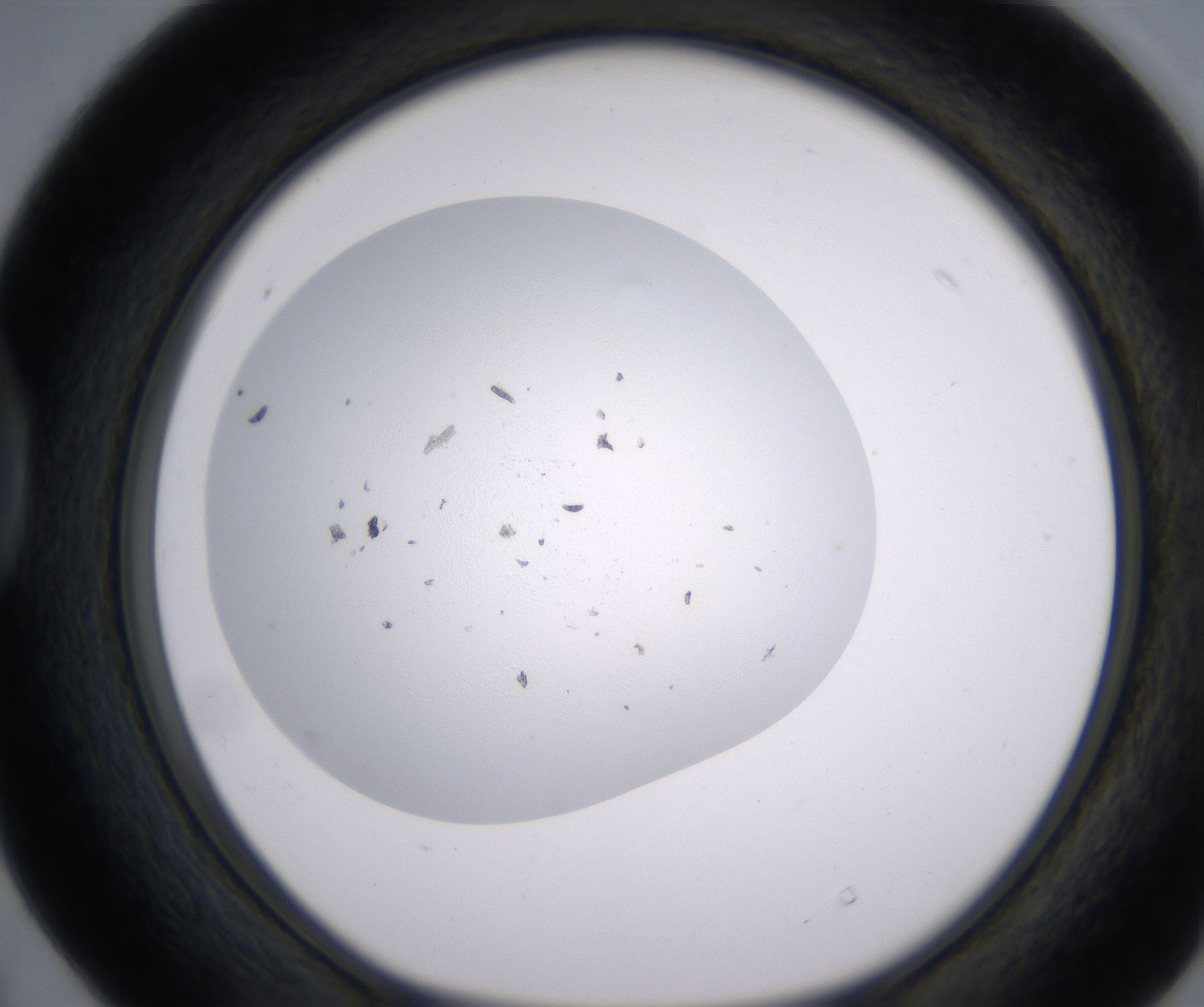 D4_HighResolution_Precipitate_1.jpg