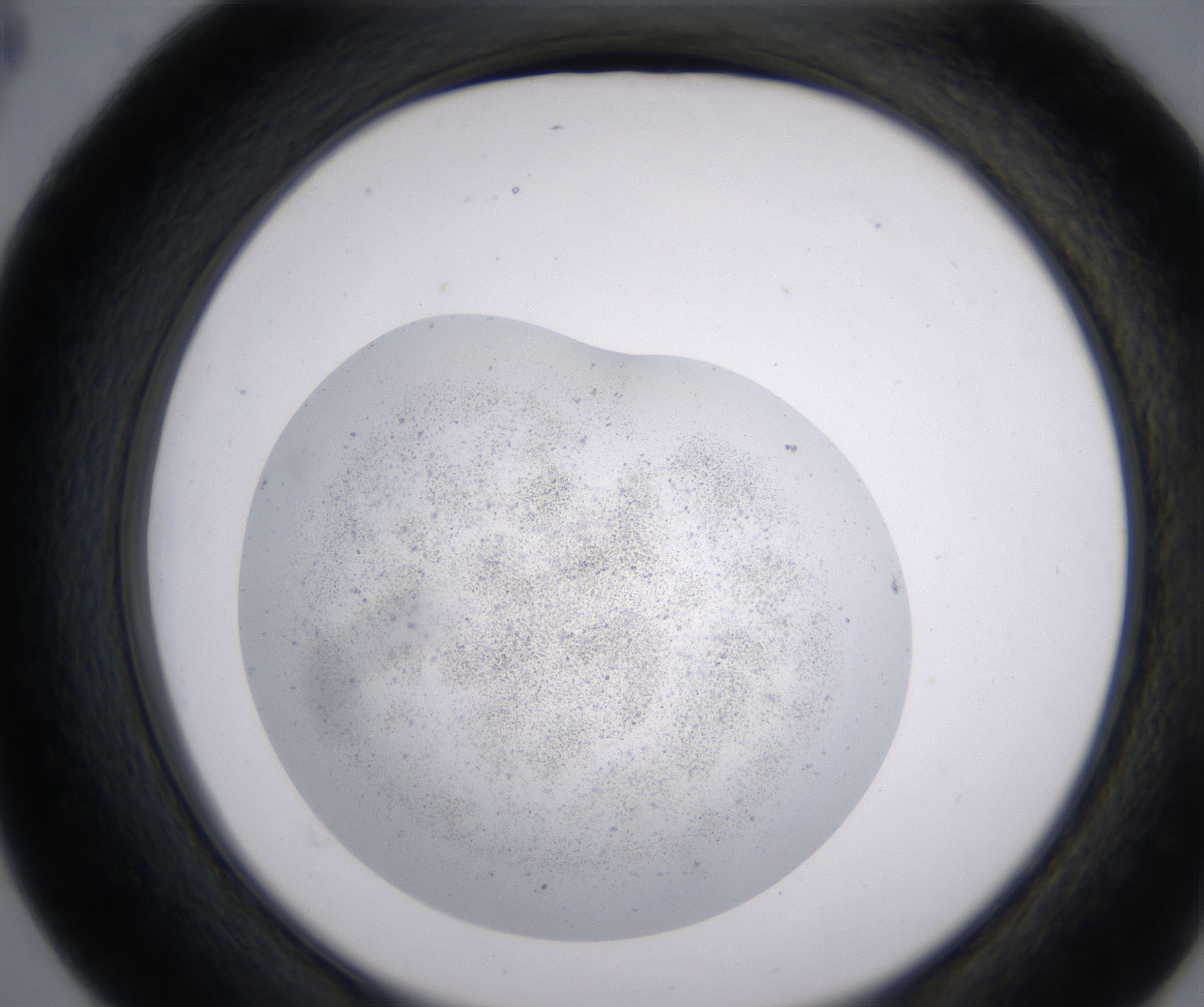 D4_HighResolution_Precipitate_2.jpg