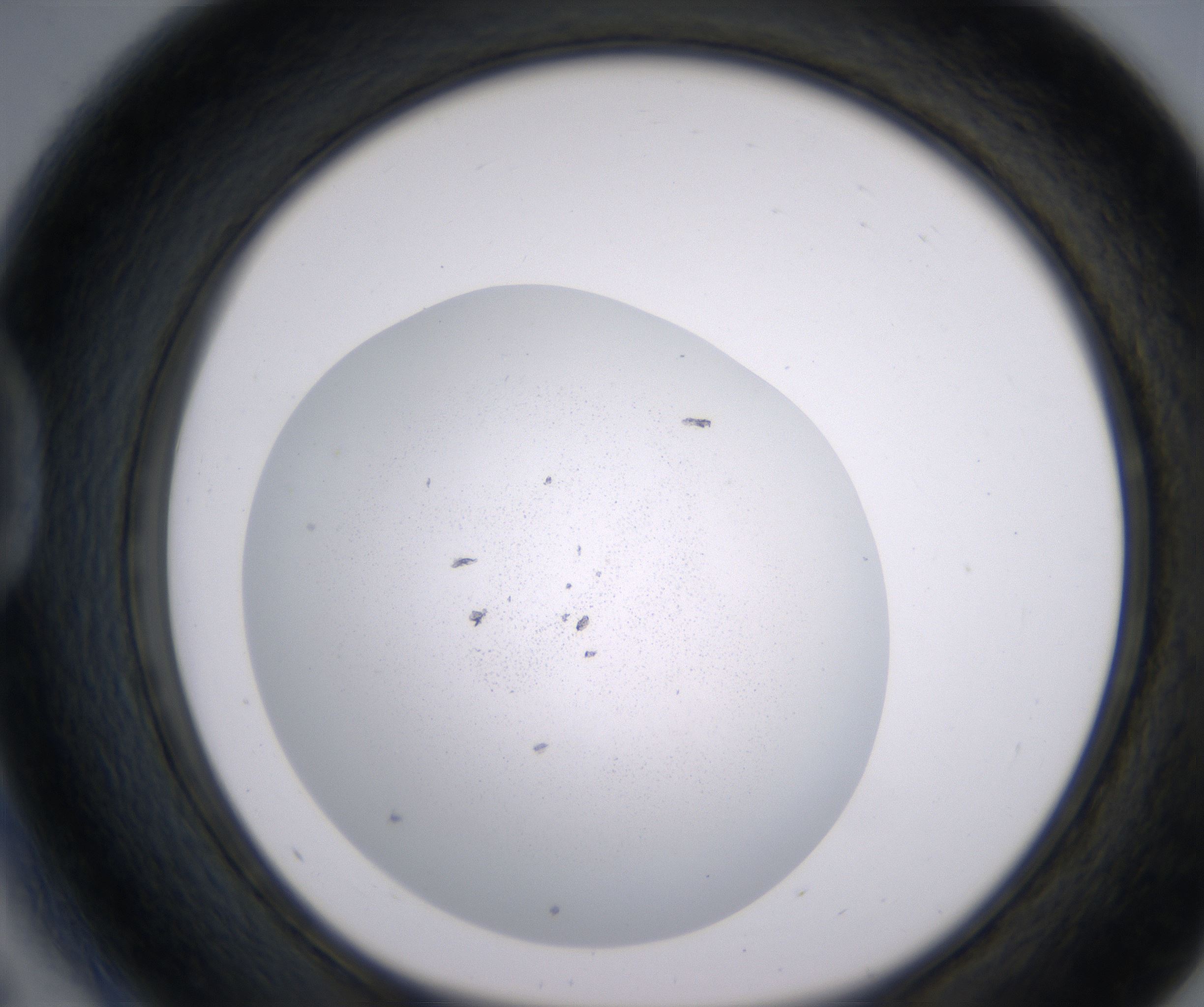 D5_HighResolution_Precipitate_1.jpg