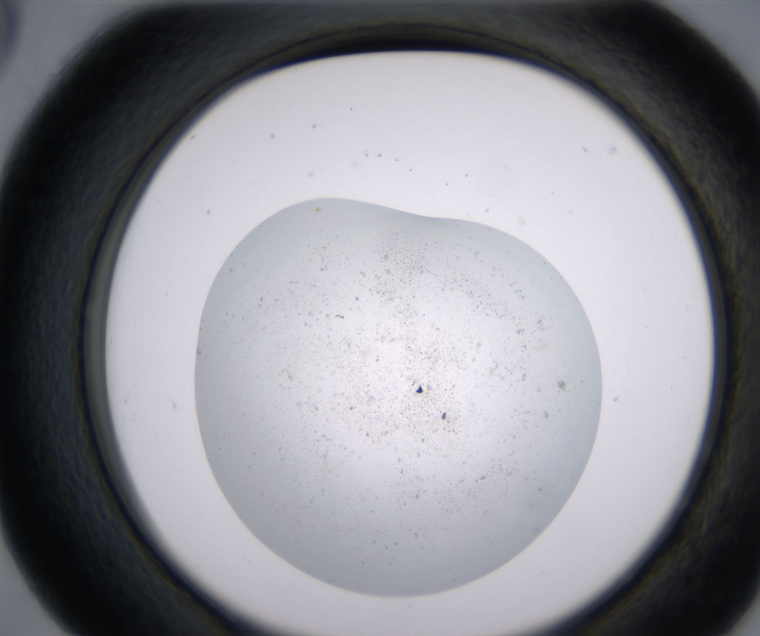 D5_HighResolution_Precipitate_2.jpg