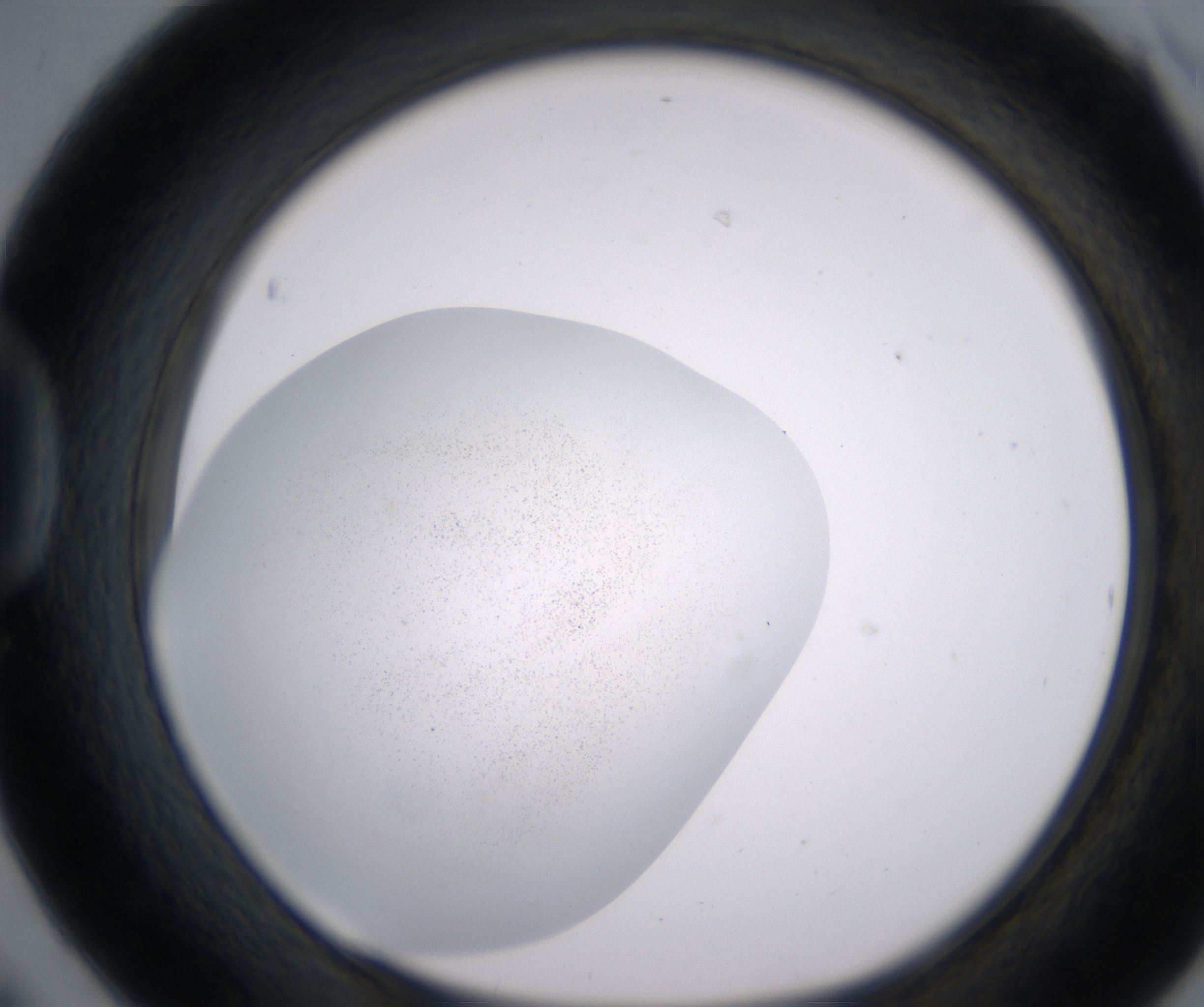 D6_HighResolution_Precipitate_1.jpg