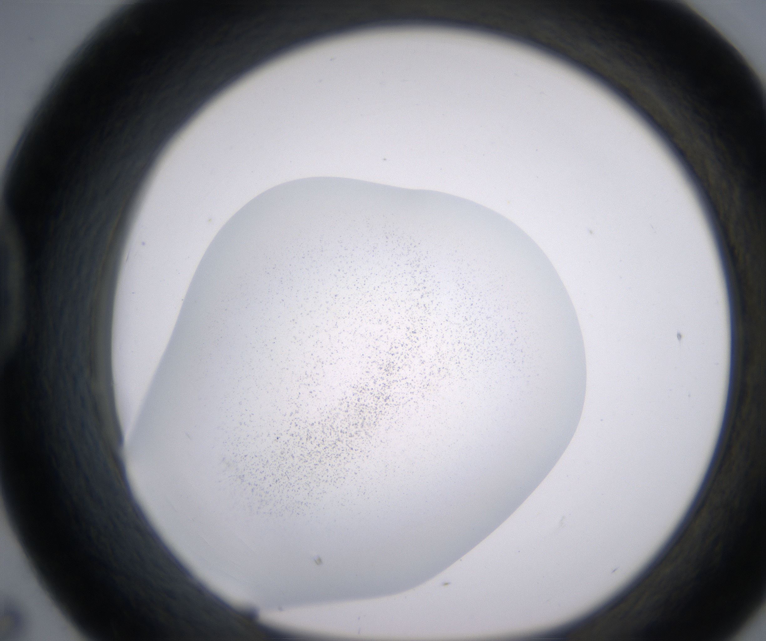 D7_HighResolution_Precipitate_1.jpg