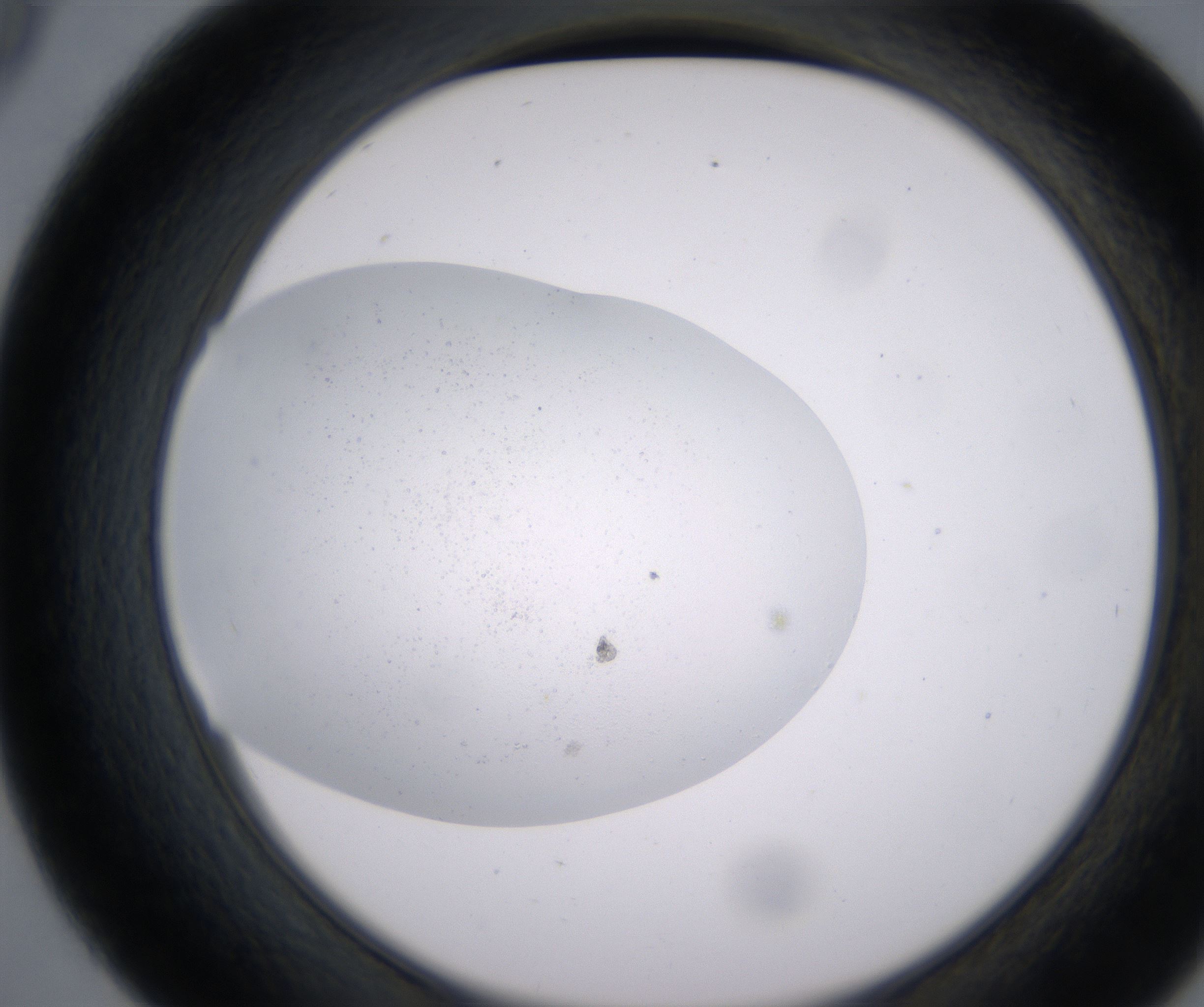 D9_HighResolution_Precipitate_2.jpg