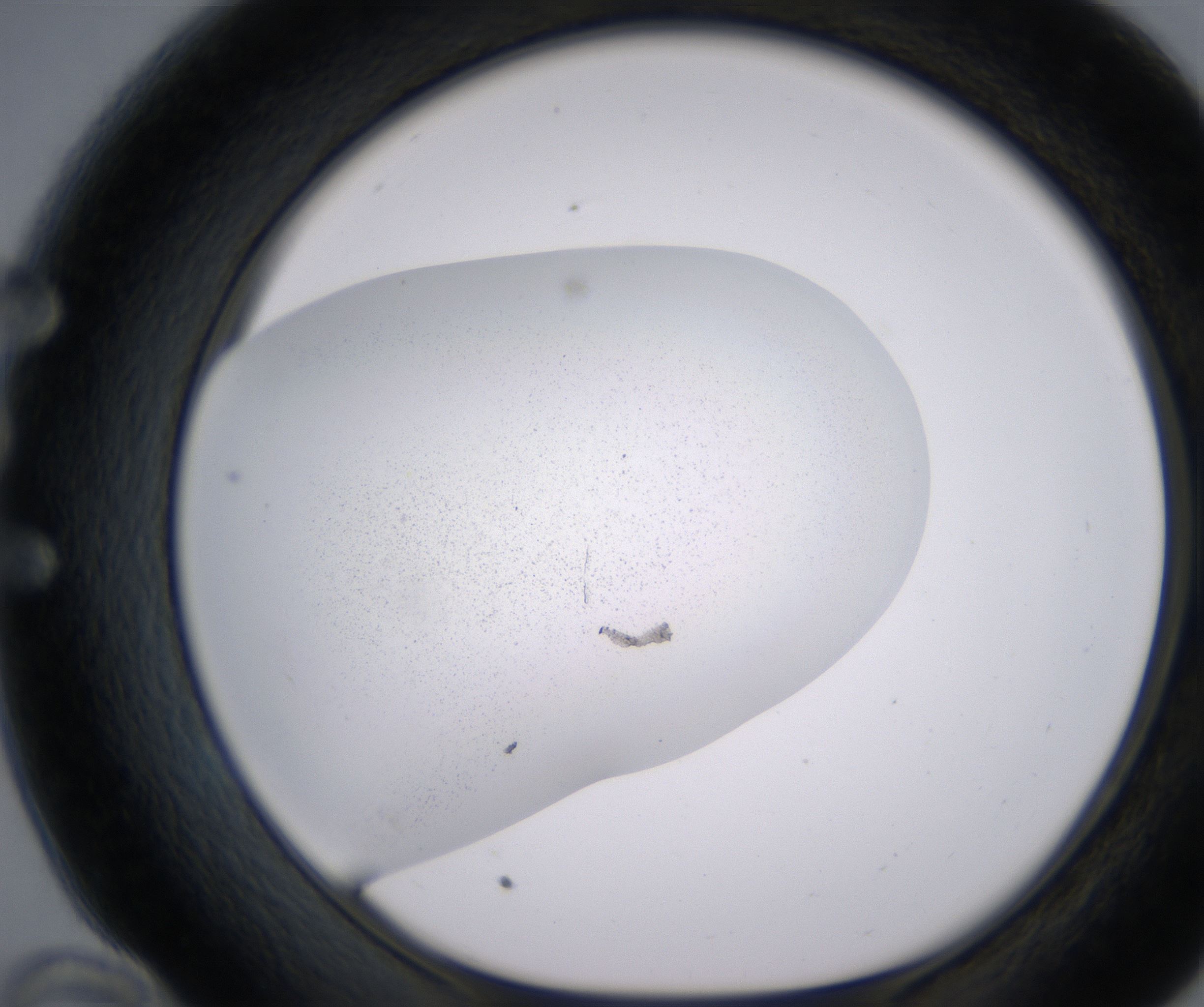 E10_HighResolution_Precipitate_1.jpg