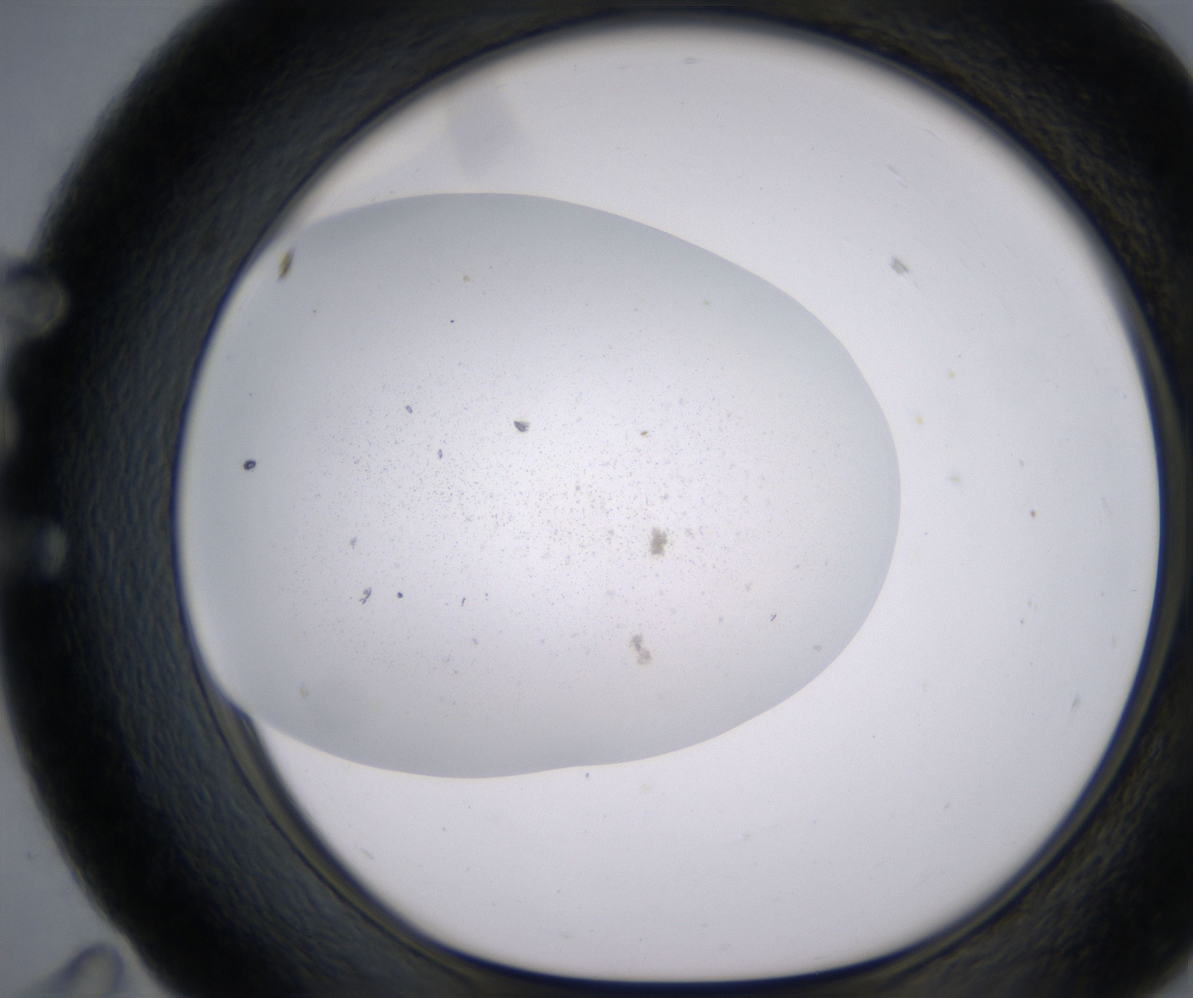 E11_HighResolution_Precipitate_1.jpg