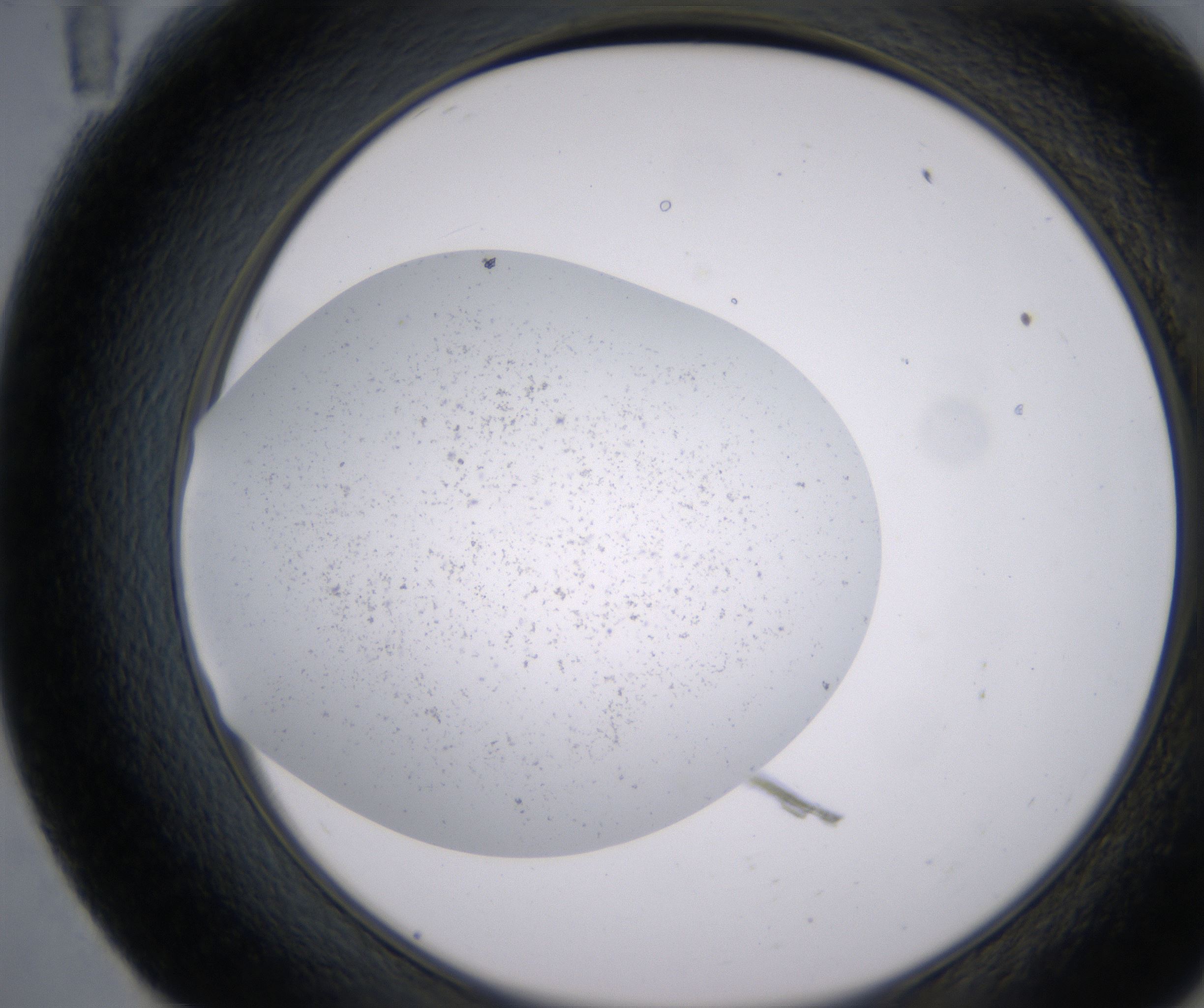 E11_HighResolution_Precipitate_2.jpg