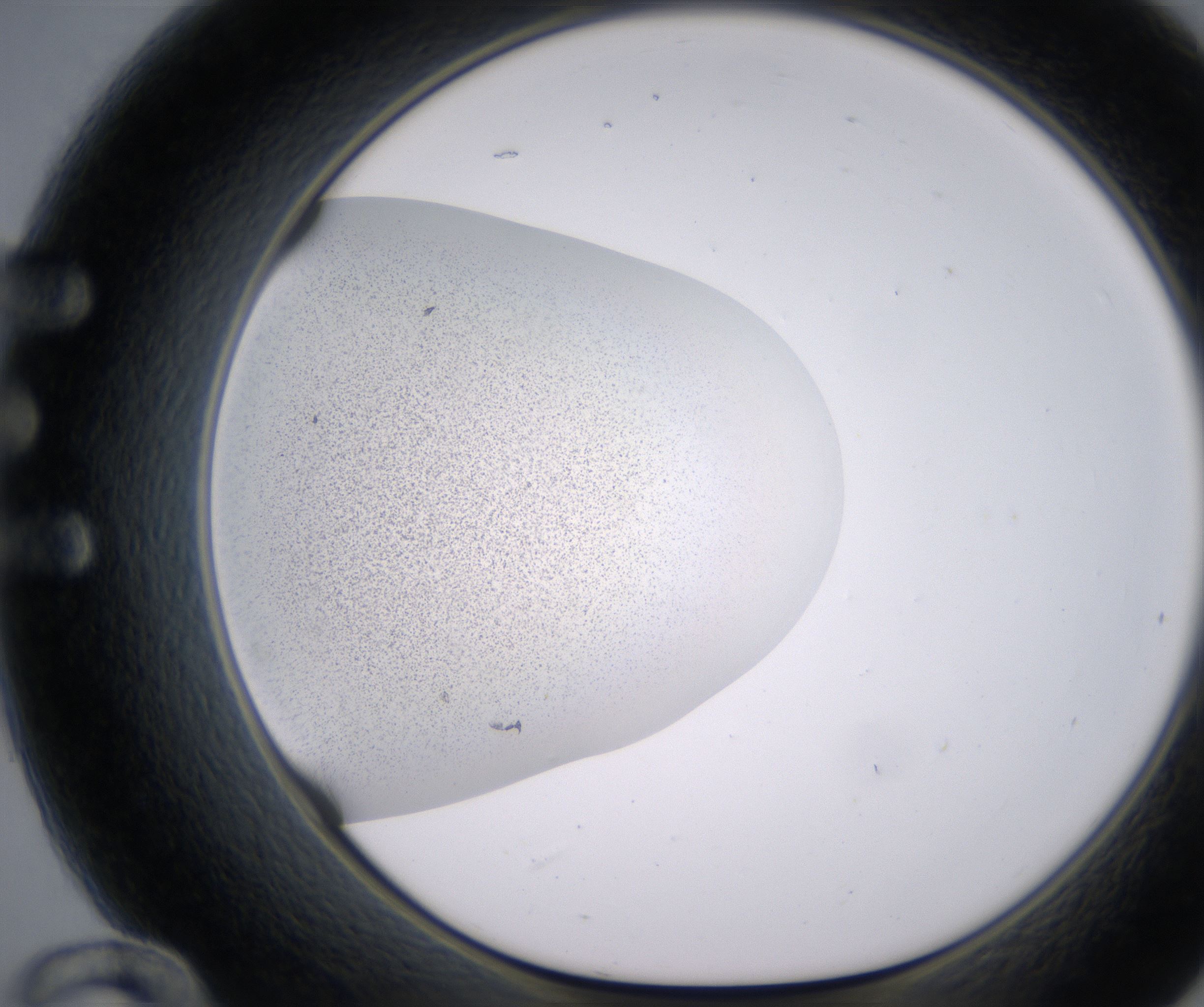 E12_HighResolution_Precipitate_1.jpg