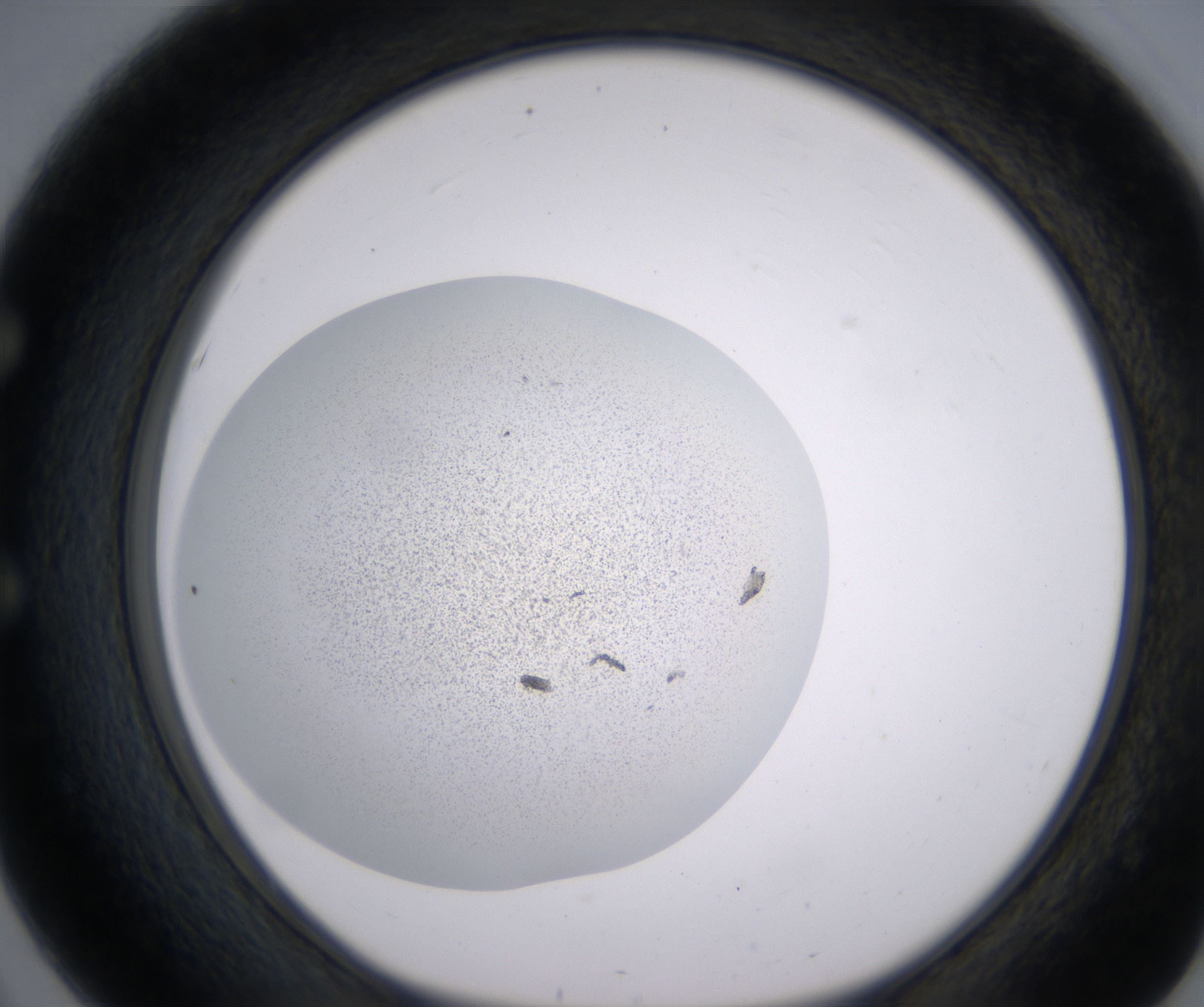 E3_HighResolution_Precipitate_1.jpg