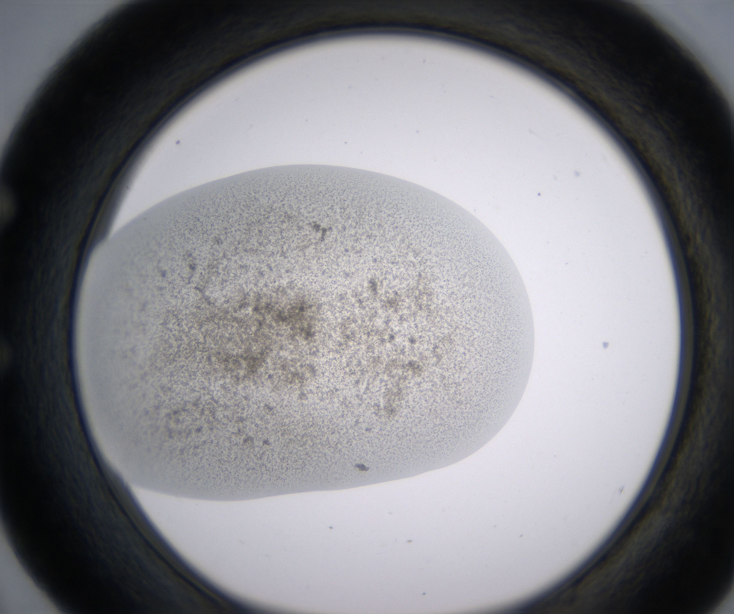 E4_HighResolution_Precipitate_1.jpg