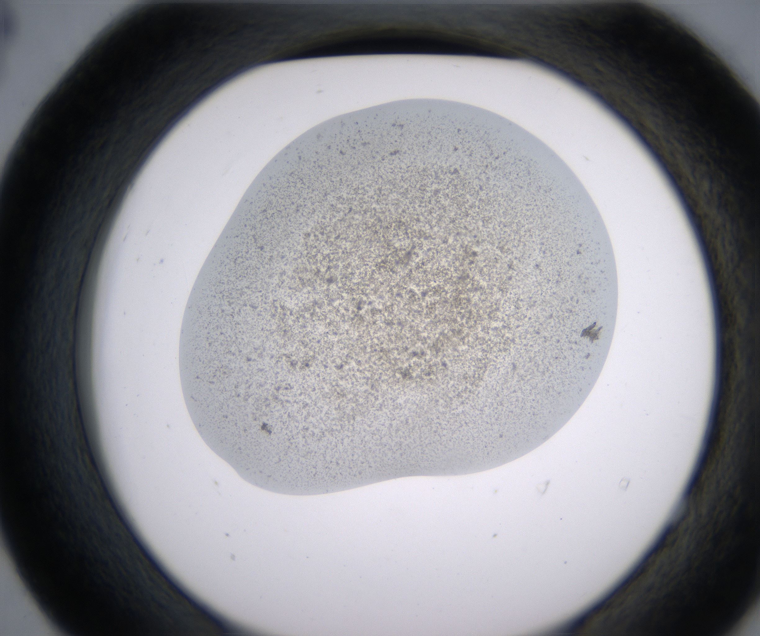 E4_HighResolution_Precipitate_2.jpg