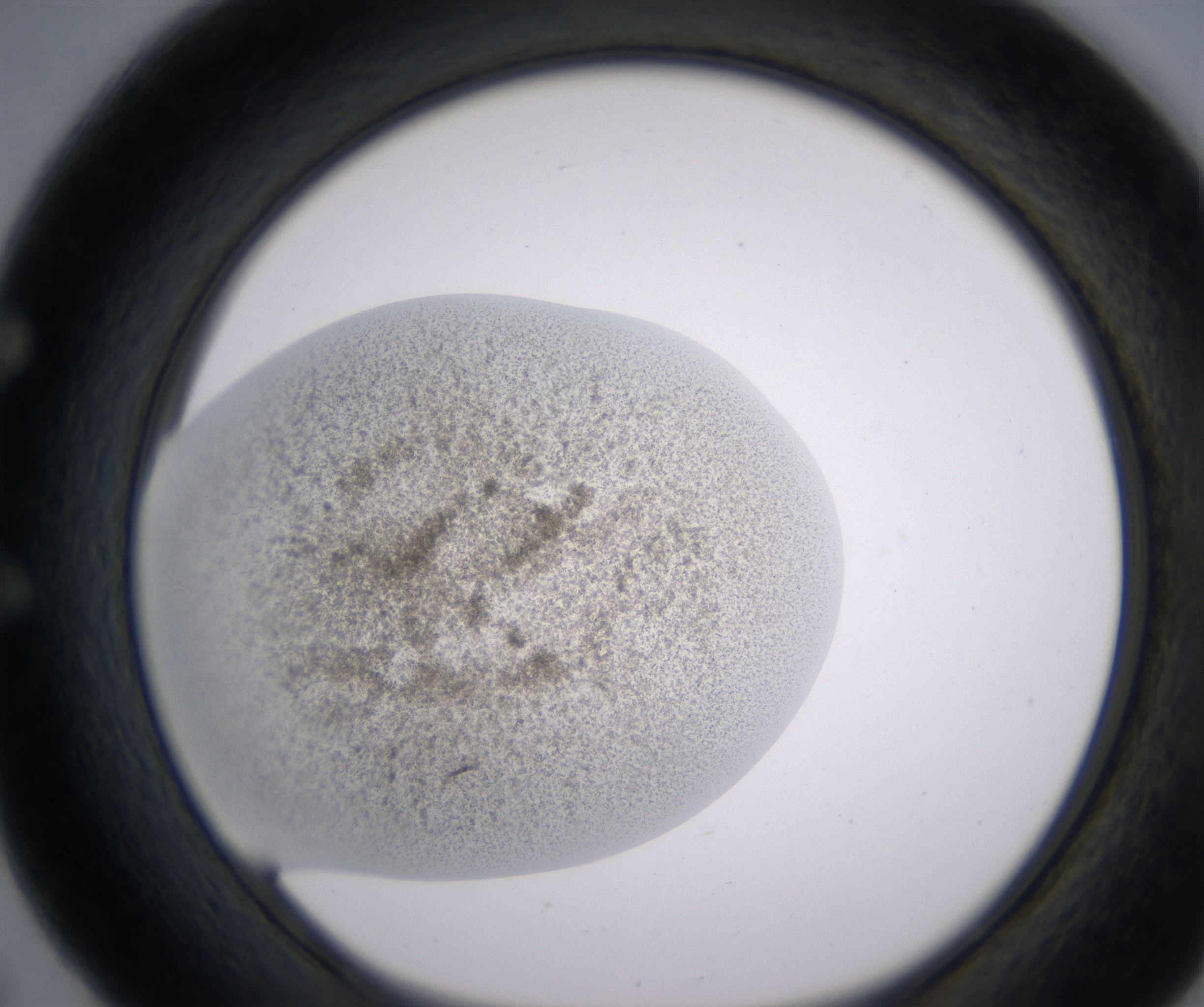 E5_HighResolution_Precipitate_1.jpg