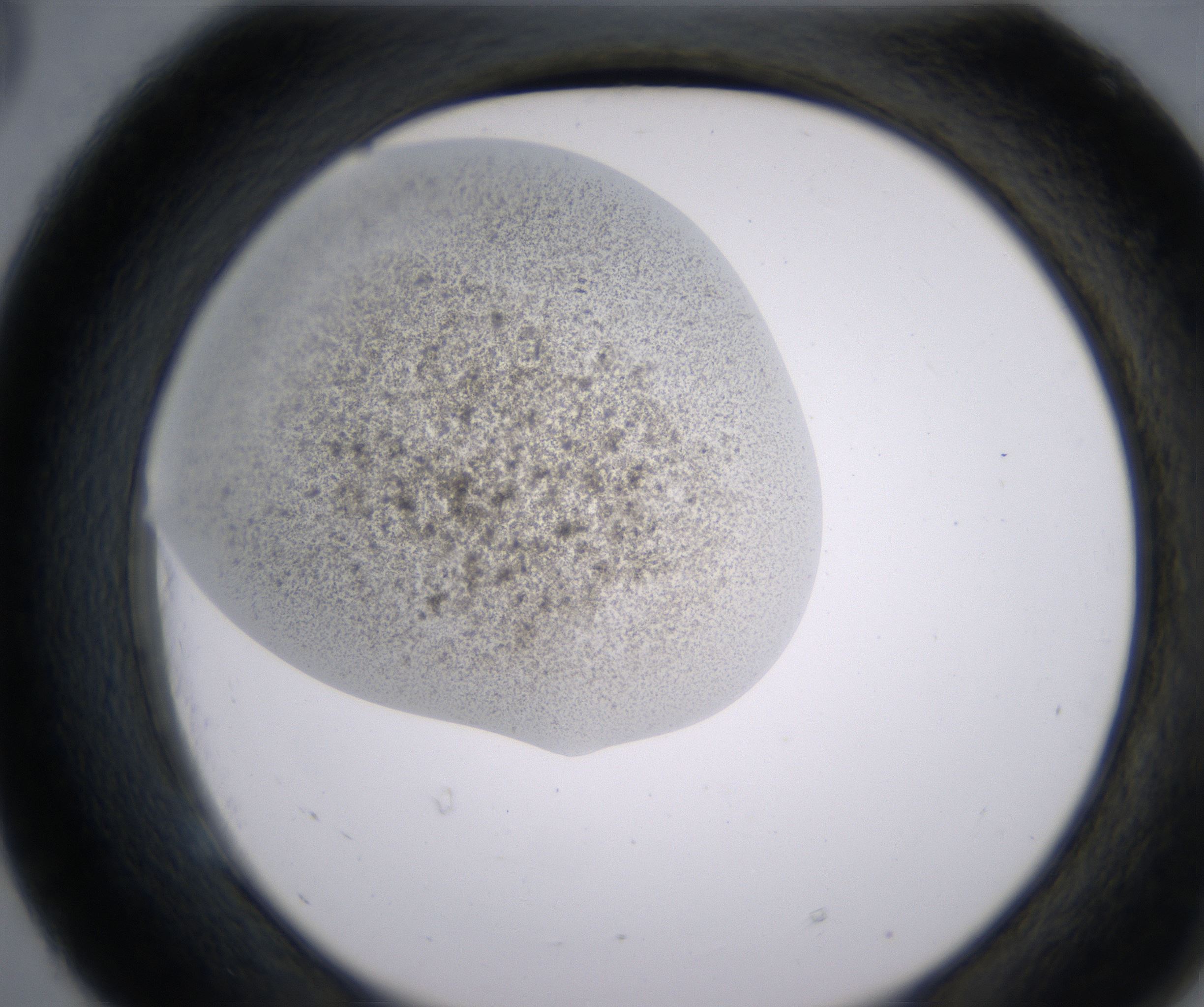 E5_HighResolution_Precipitate_2.jpg