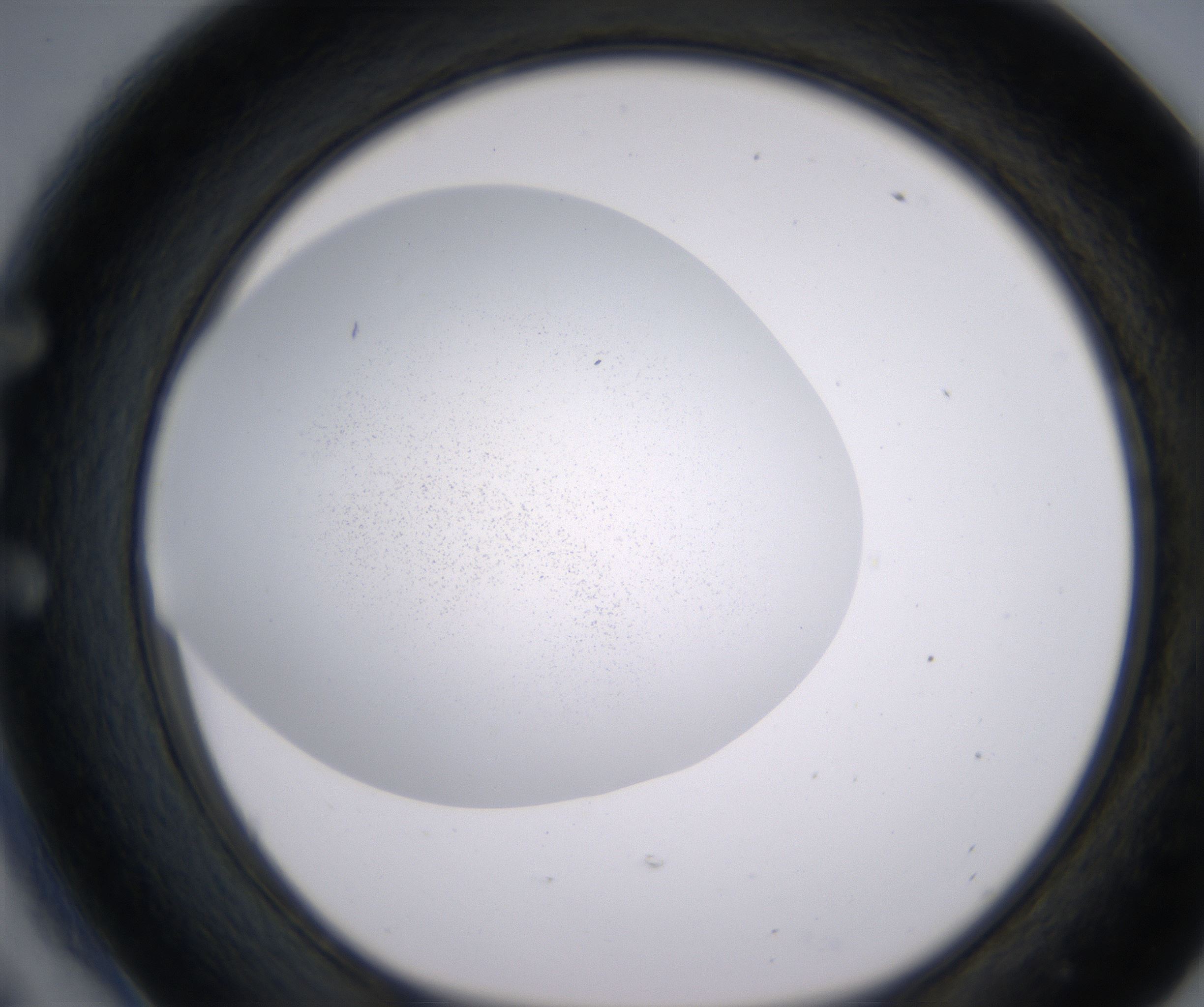 E6_HighResolution_Precipitate_1.jpg