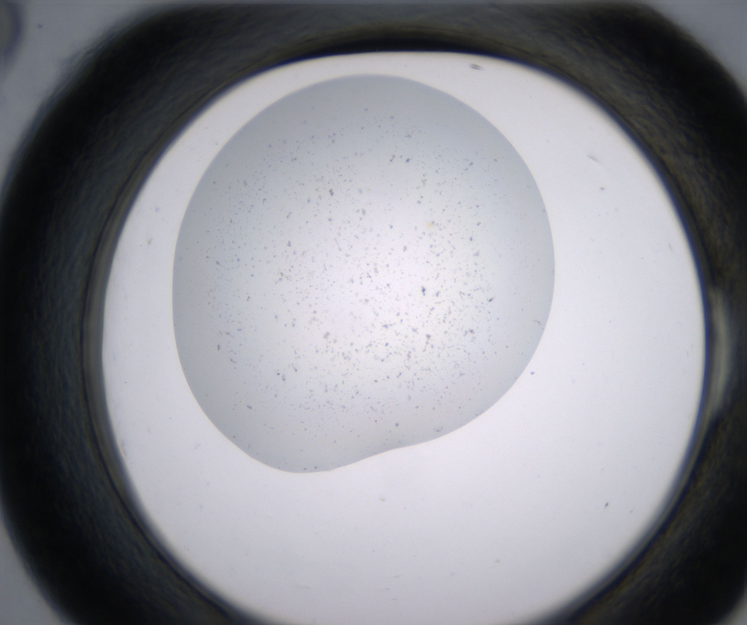 E6_HighResolution_Precipitate_2.jpg