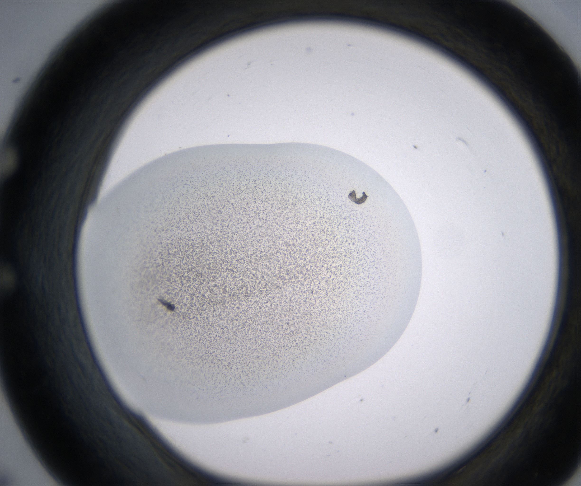 E7_HighResolution_Precipitate_1.jpg