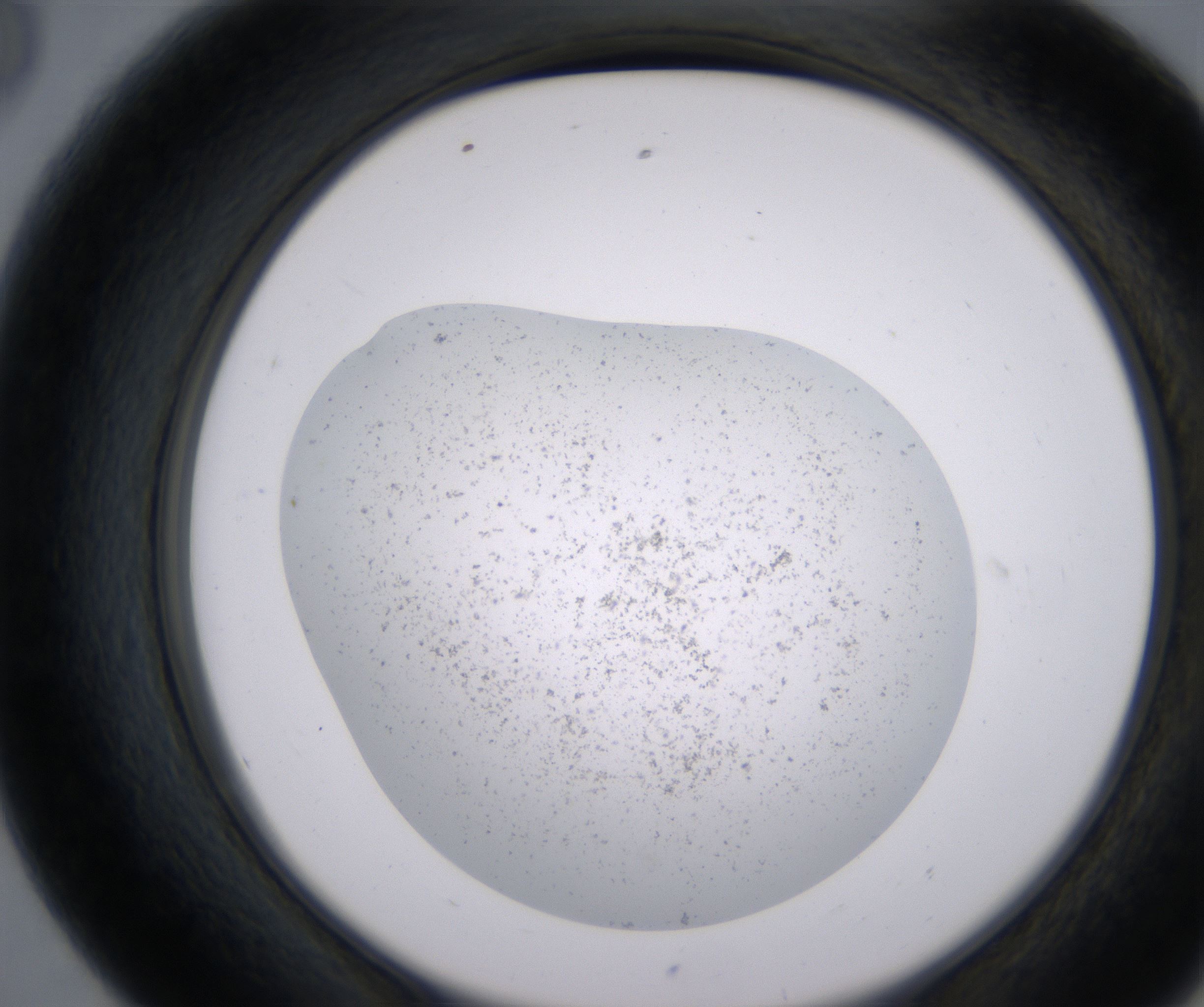 E8_HighResolution_Precipitate_2.jpg