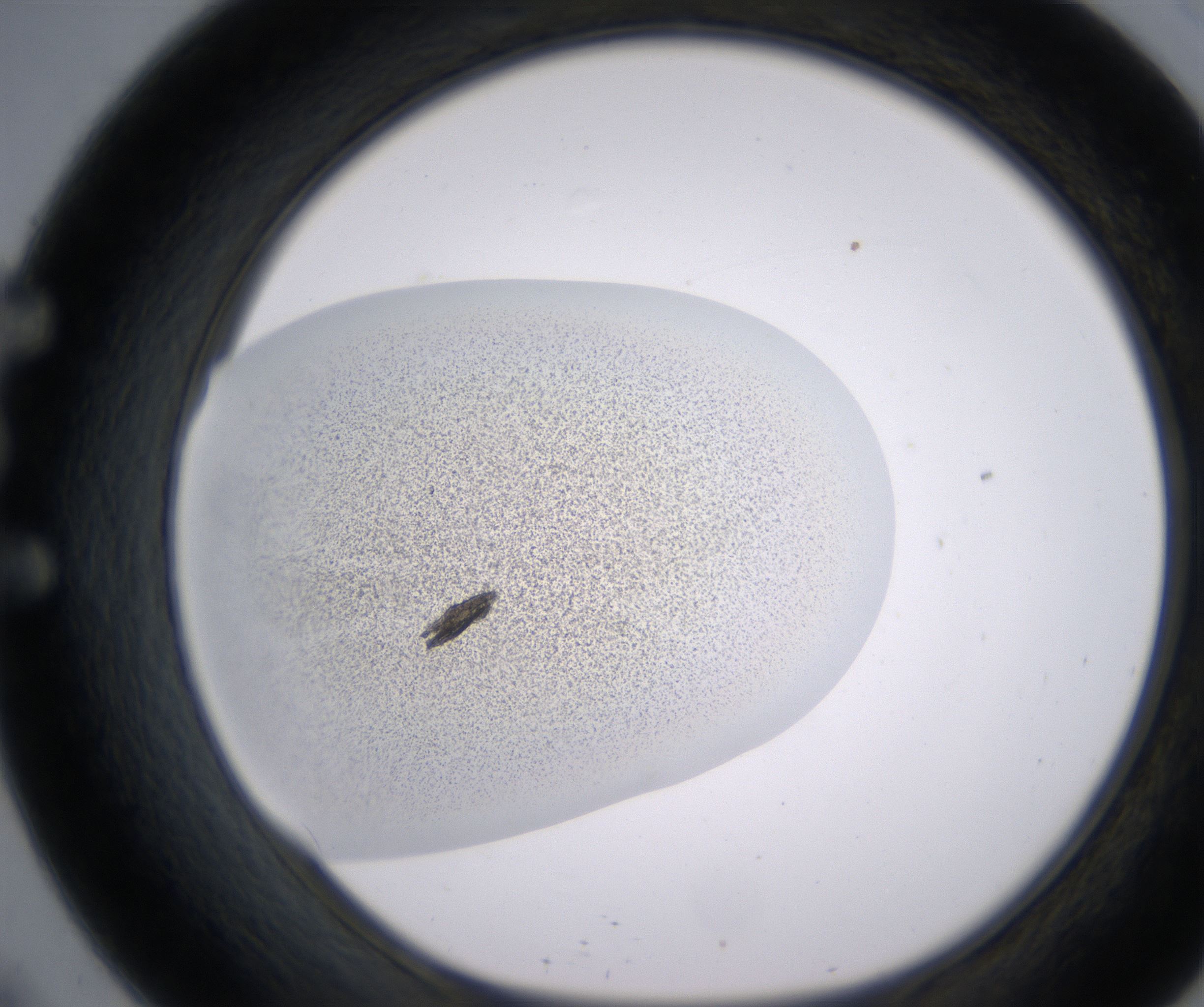 E9_HighResolution_Precipitate_1.jpg