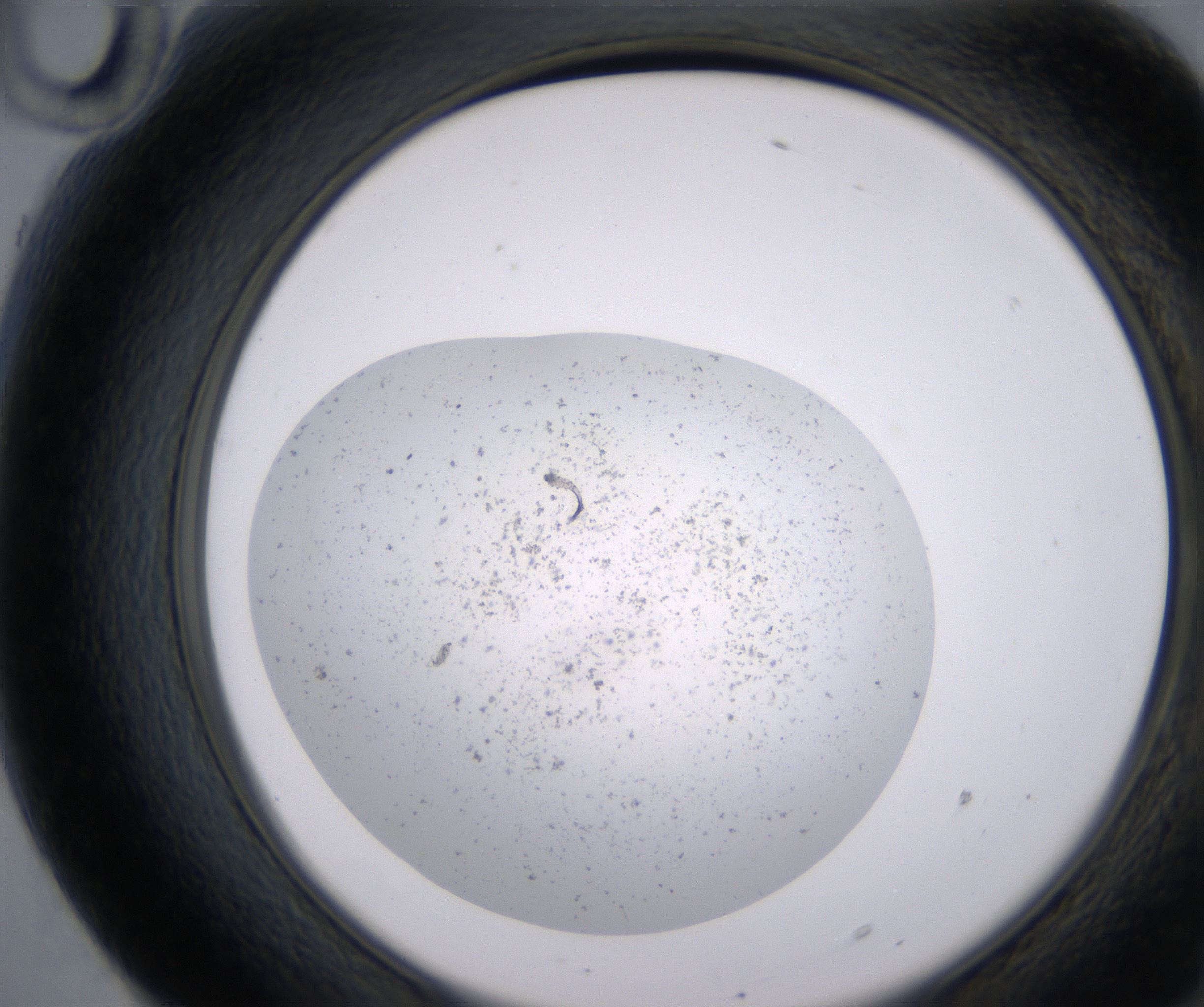 F10_HighResolution_Precipitate_2.jpg