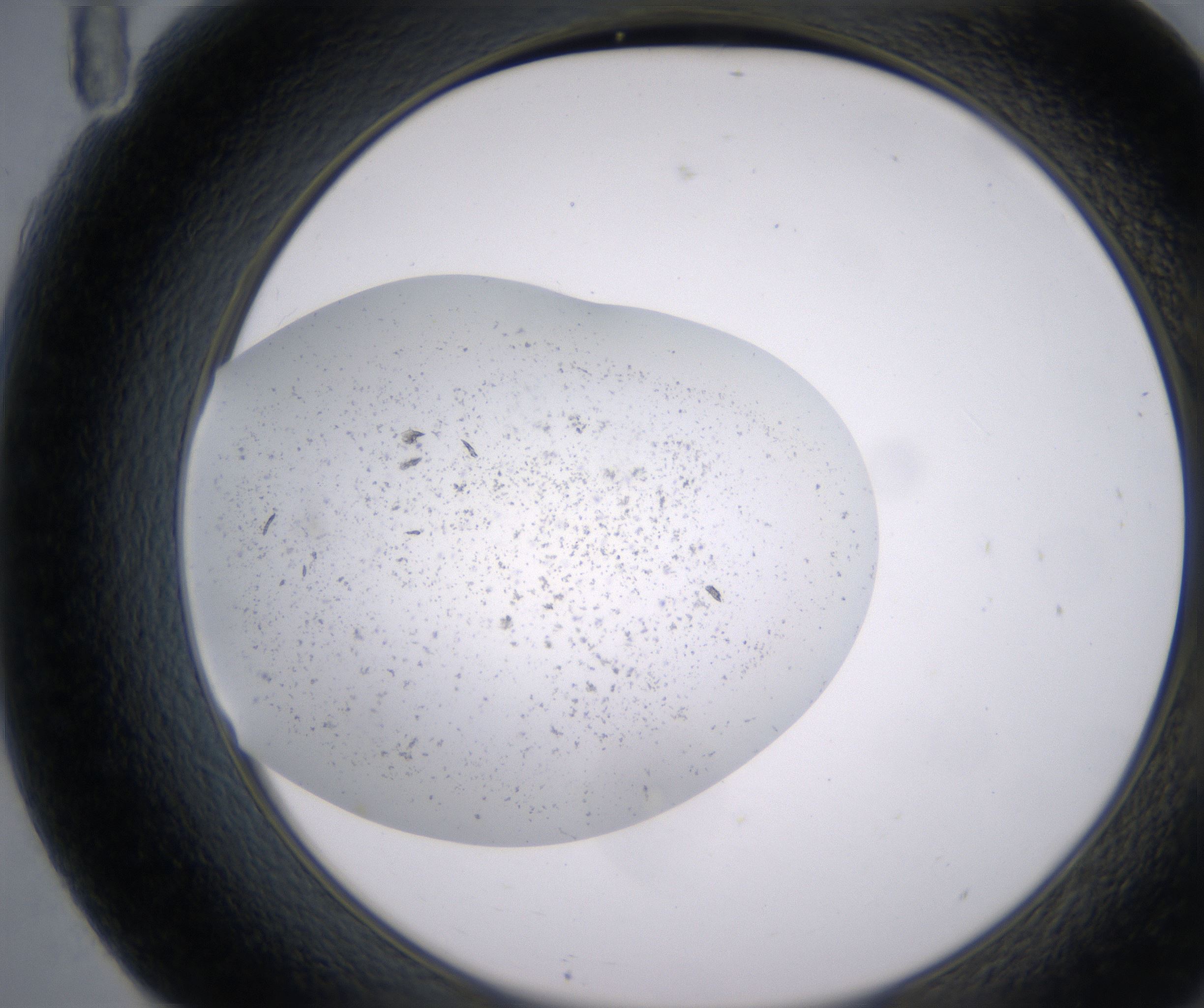 F11_HighResolution_Precipitate_2.jpg