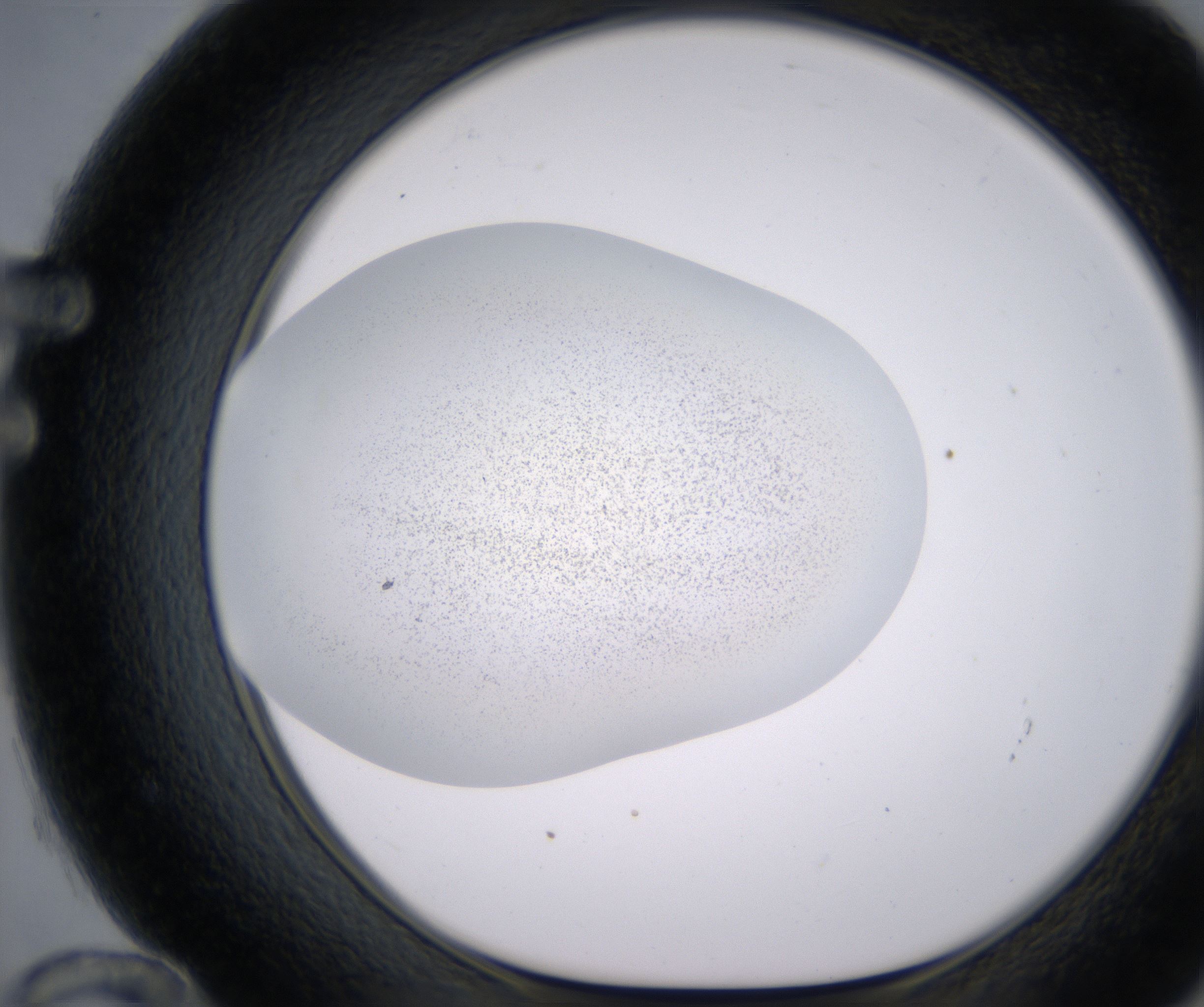 F12_HighResolution_Precipitate_1.jpg