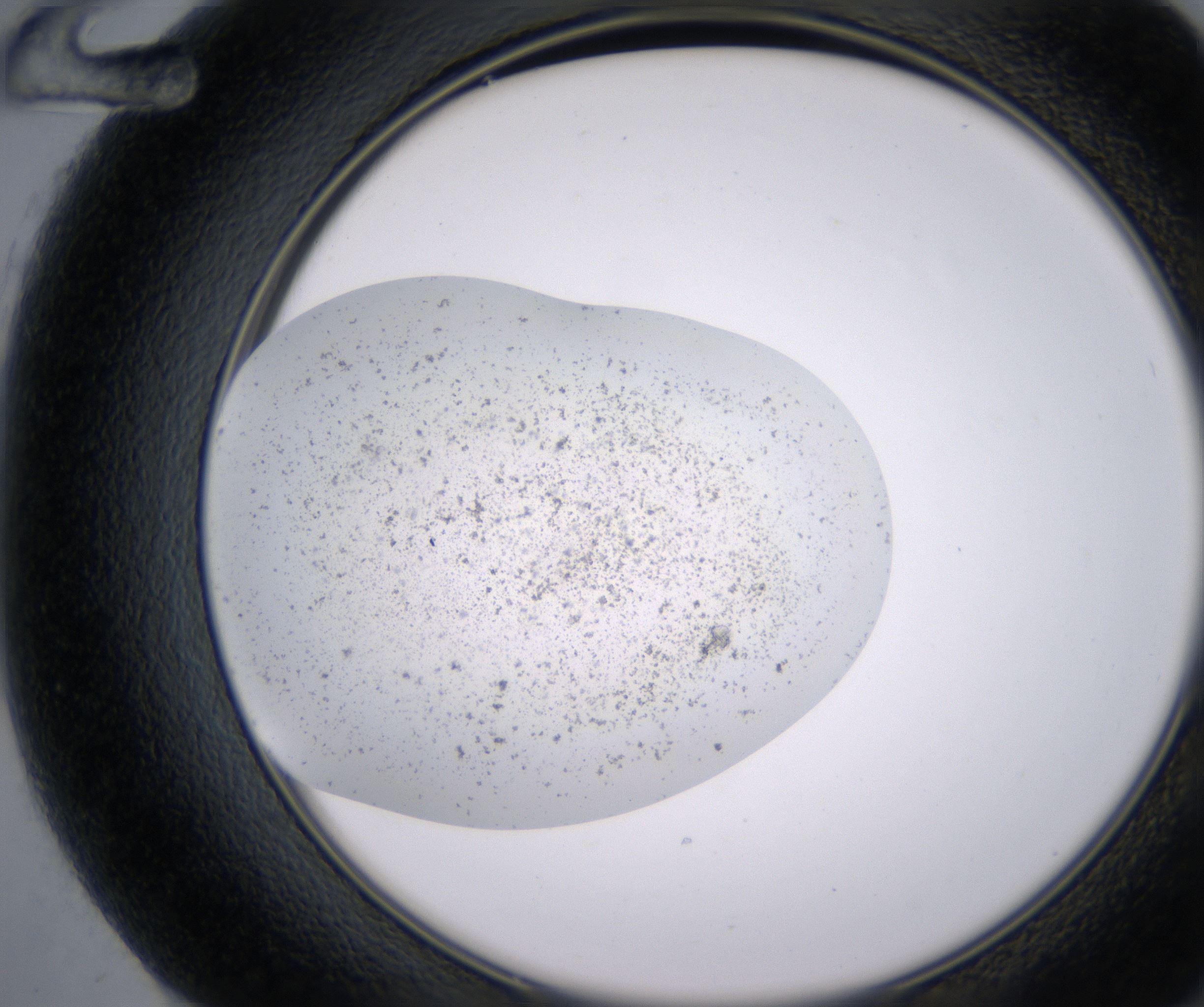 F12_HighResolution_Precipitate_2.jpg