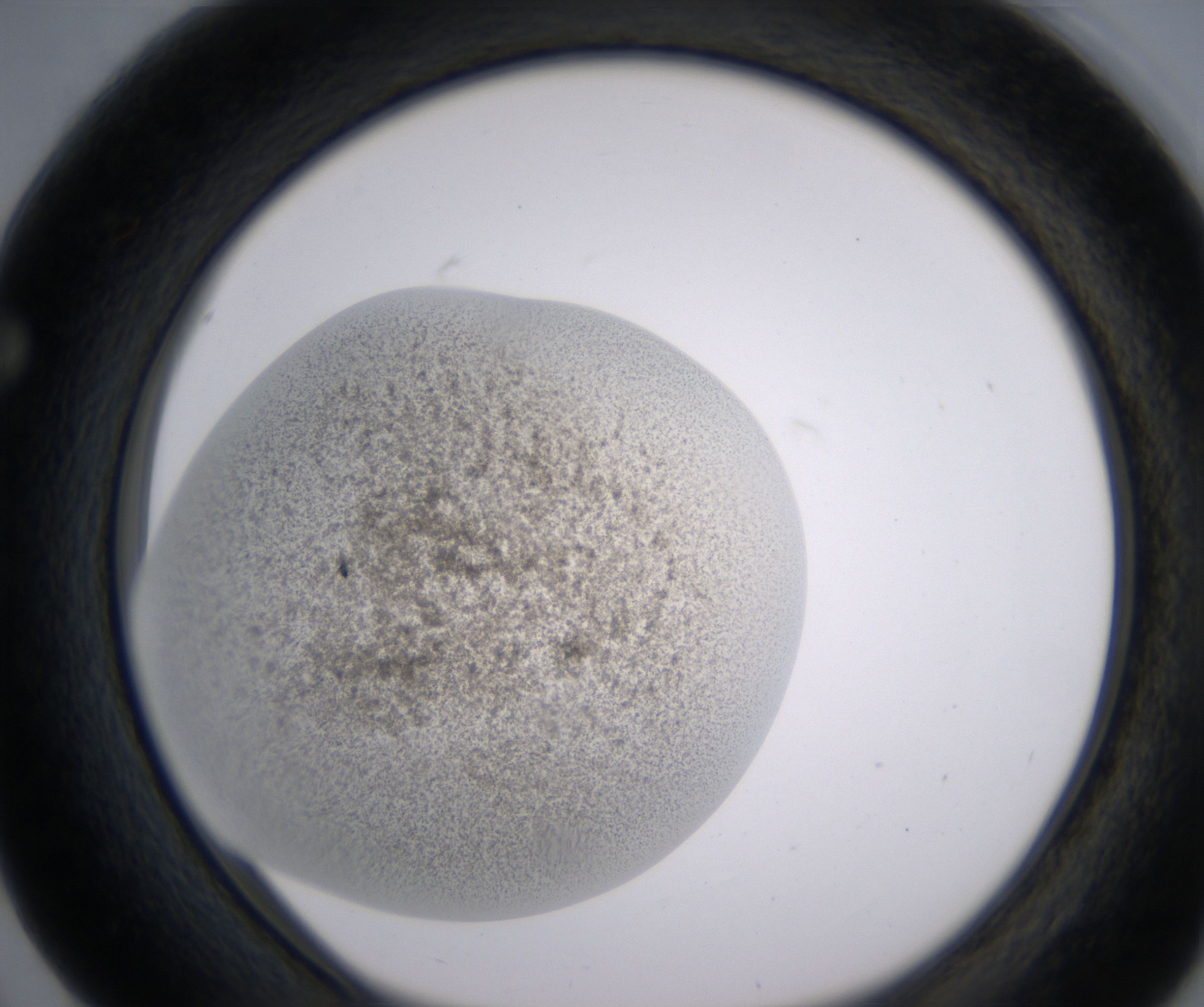 F3_HighResolution_Precipitate_1.jpg