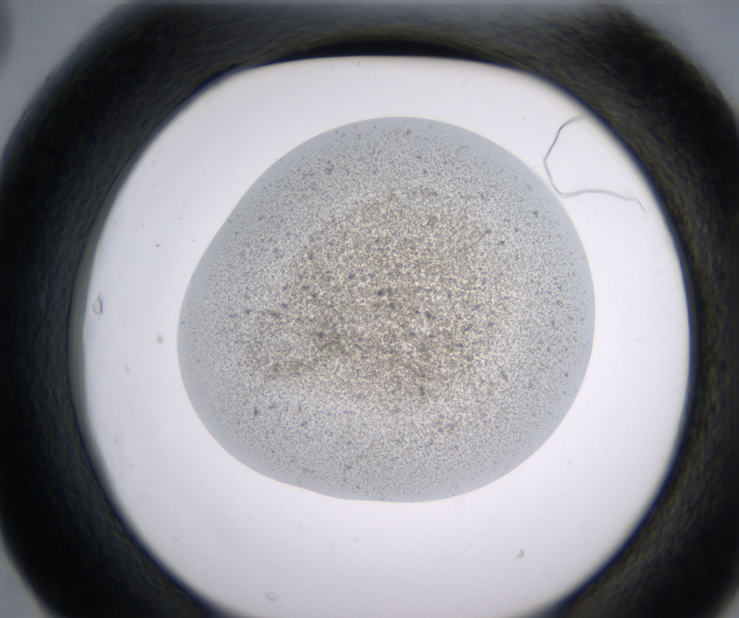 F3_HighResolution_Precipitate_2.jpg