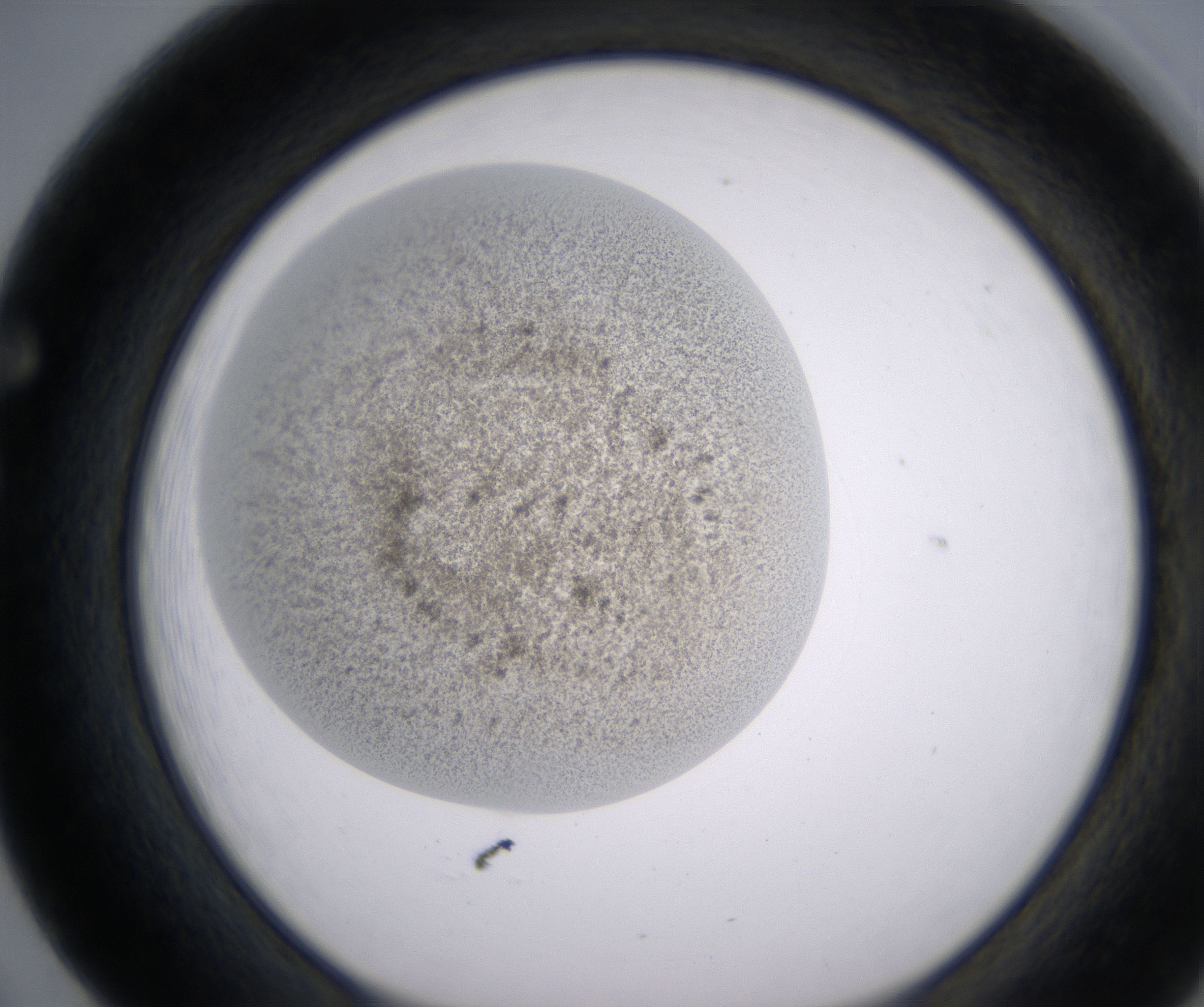 F5_HighResolution_Precipitate_1.jpg