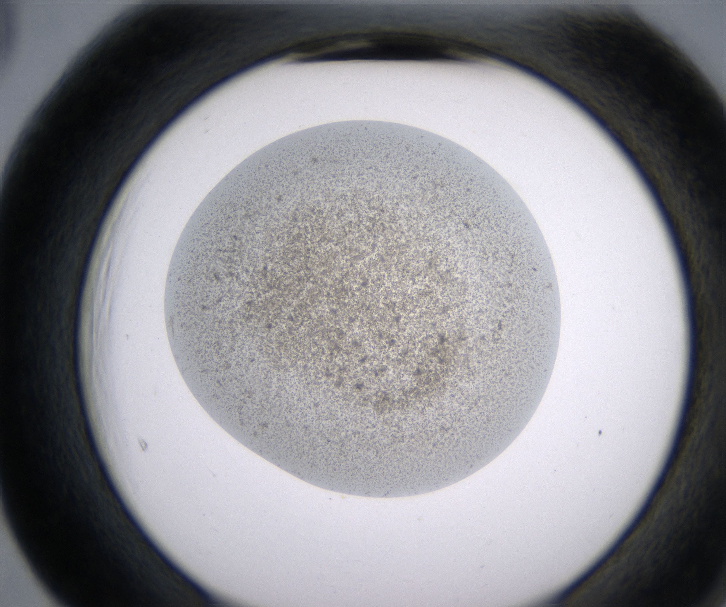 F5_HighResolution_Precipitate_2.jpg