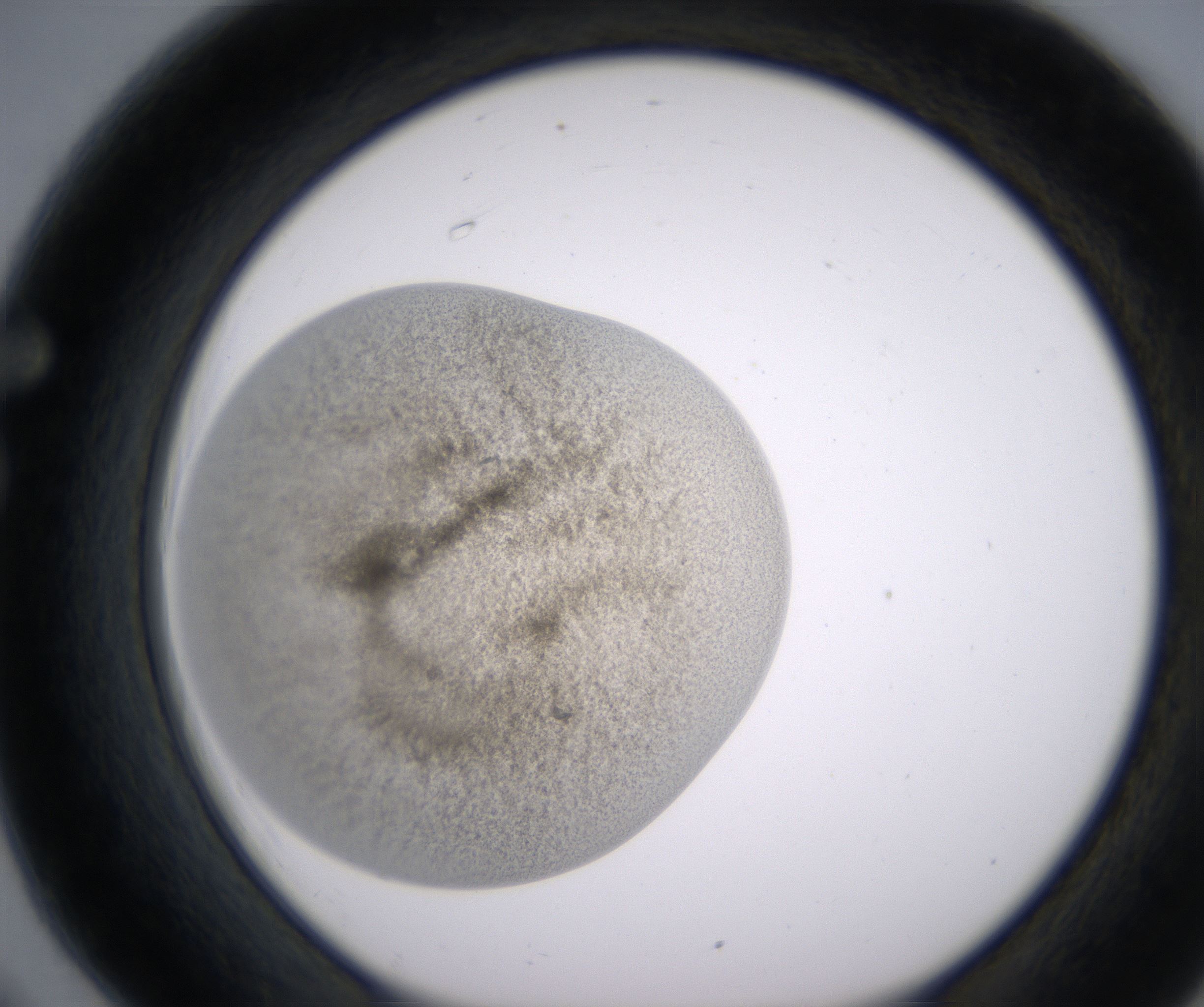 F6_HighResolution_Precipitate_1.jpg