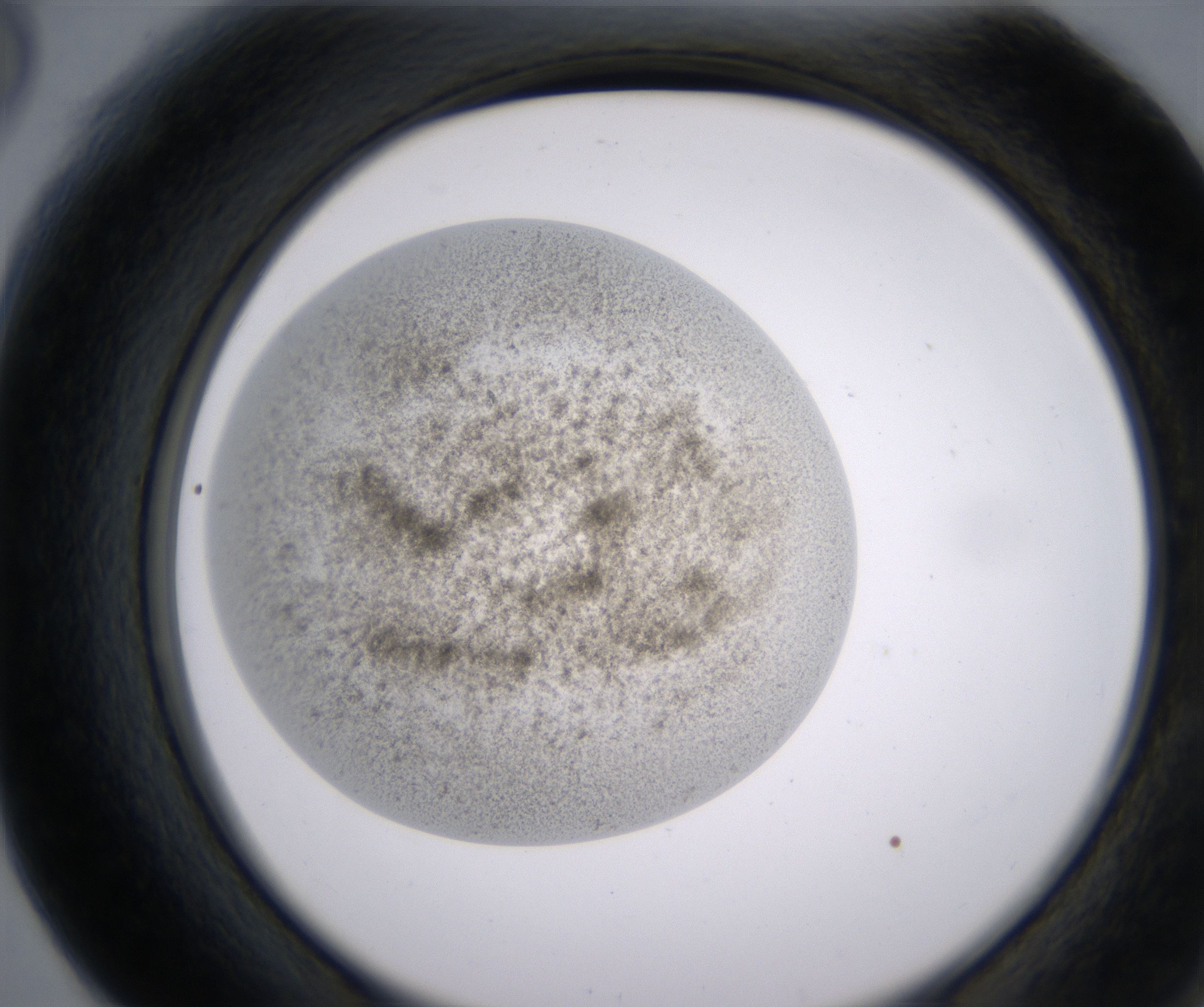 F6_HighResolution_Precipitate_2.jpg