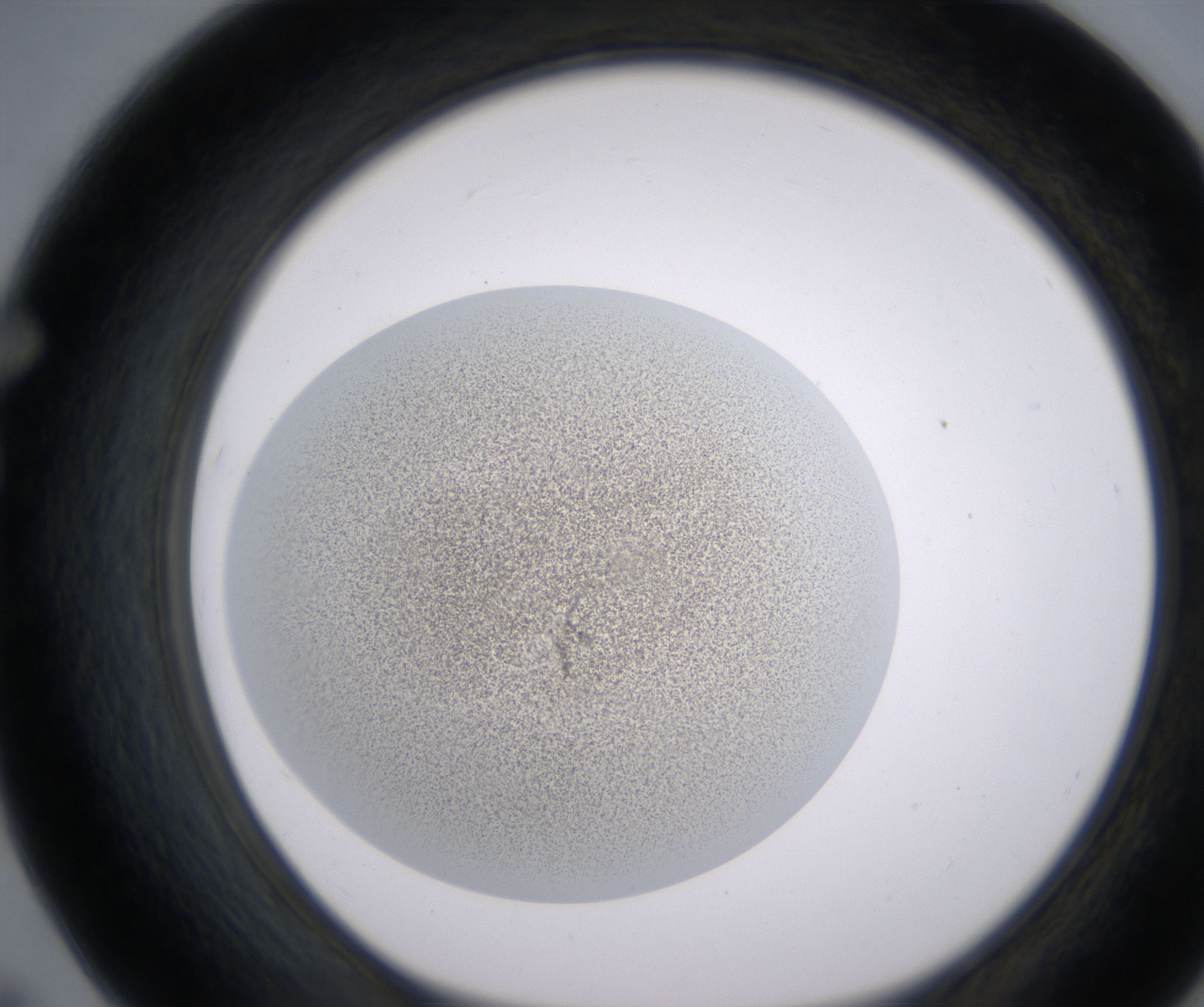 F7_HighResolution_Precipitate_1.jpg