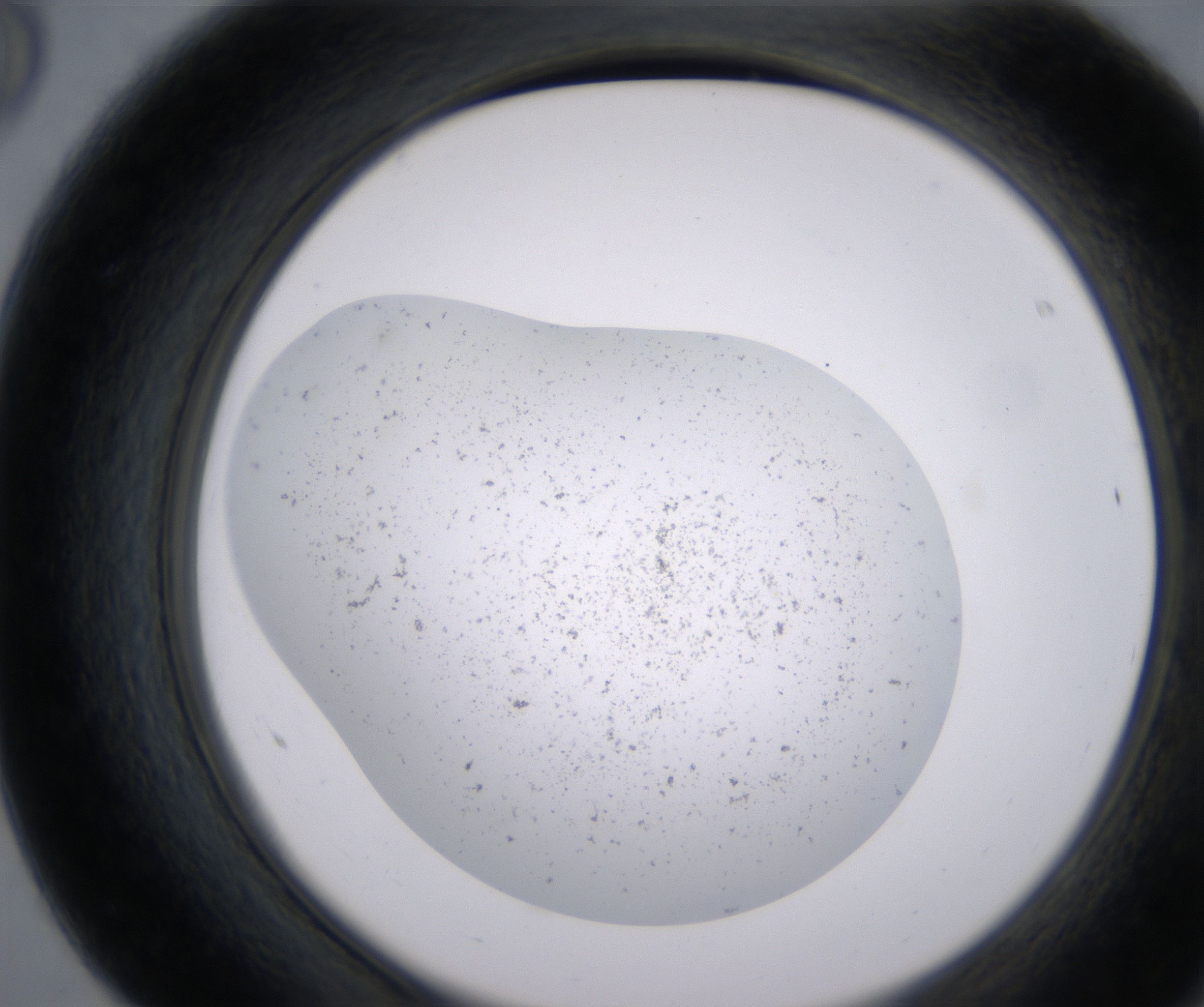 F8_HighResolution_Precipitate_2.jpg