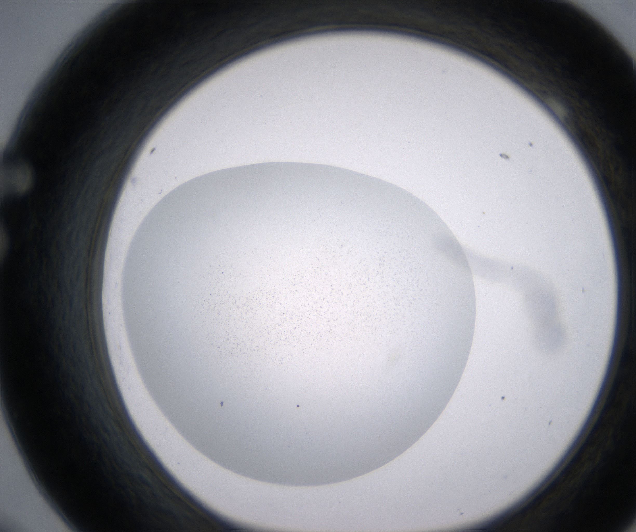 F9_HighResolution_Precipitate_1.jpg