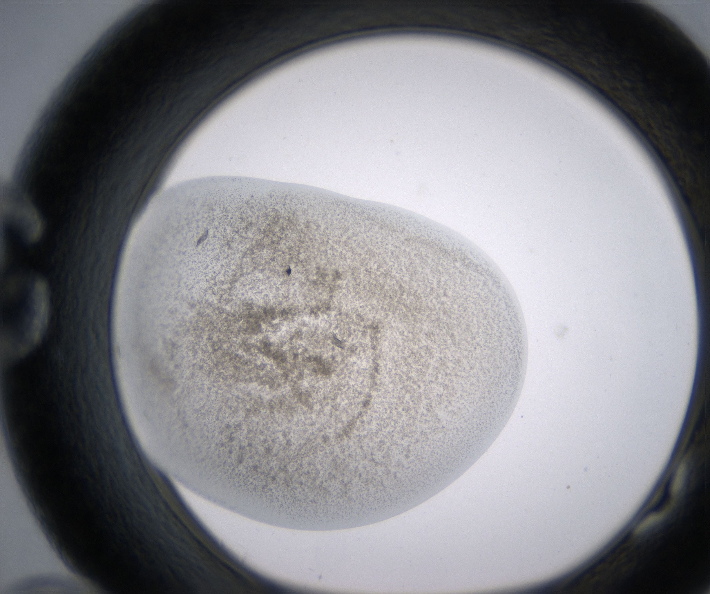 G10_HighResolution_Precipitate_1.jpg