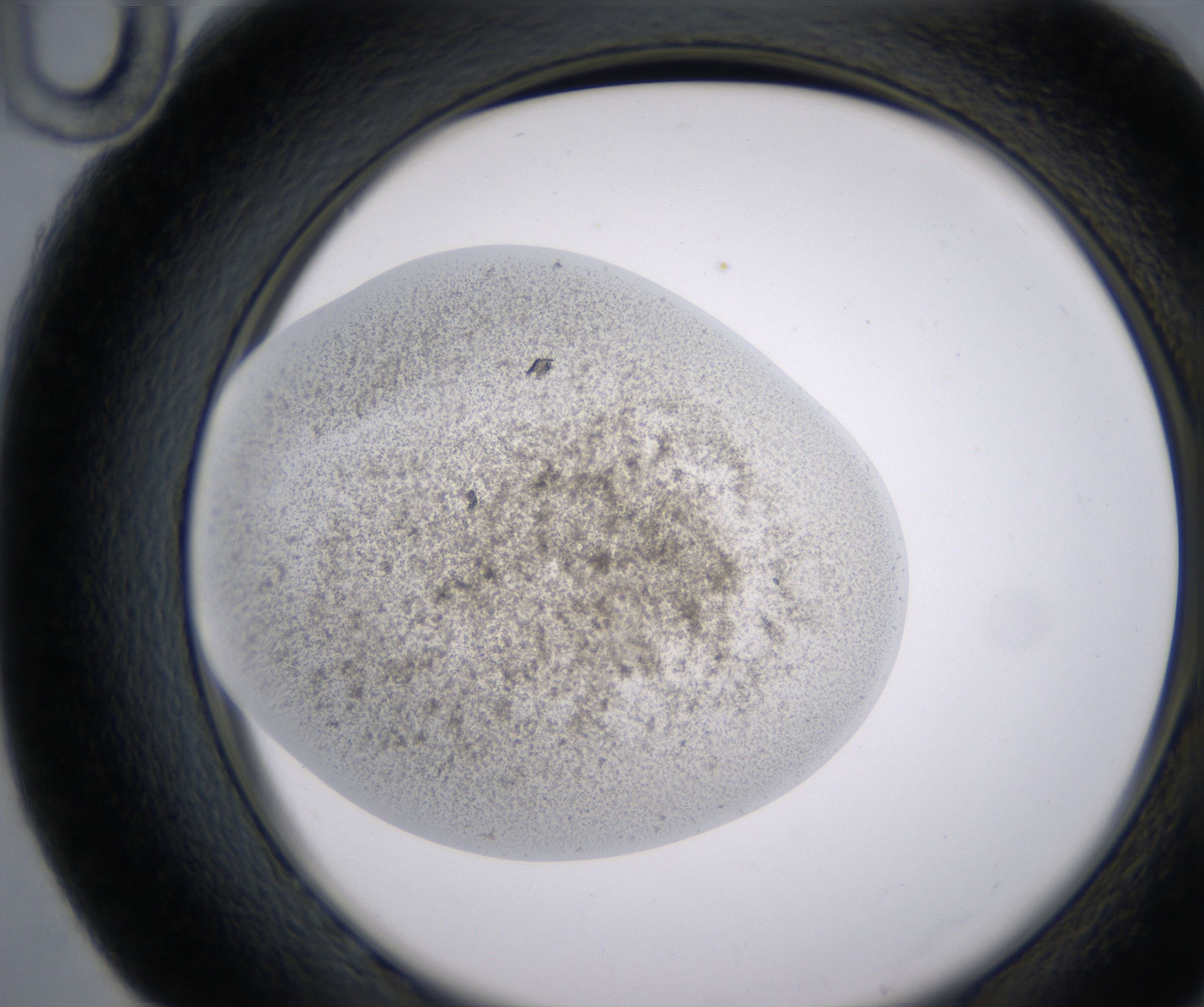 G10_HighResolution_Precipitate_2.jpg