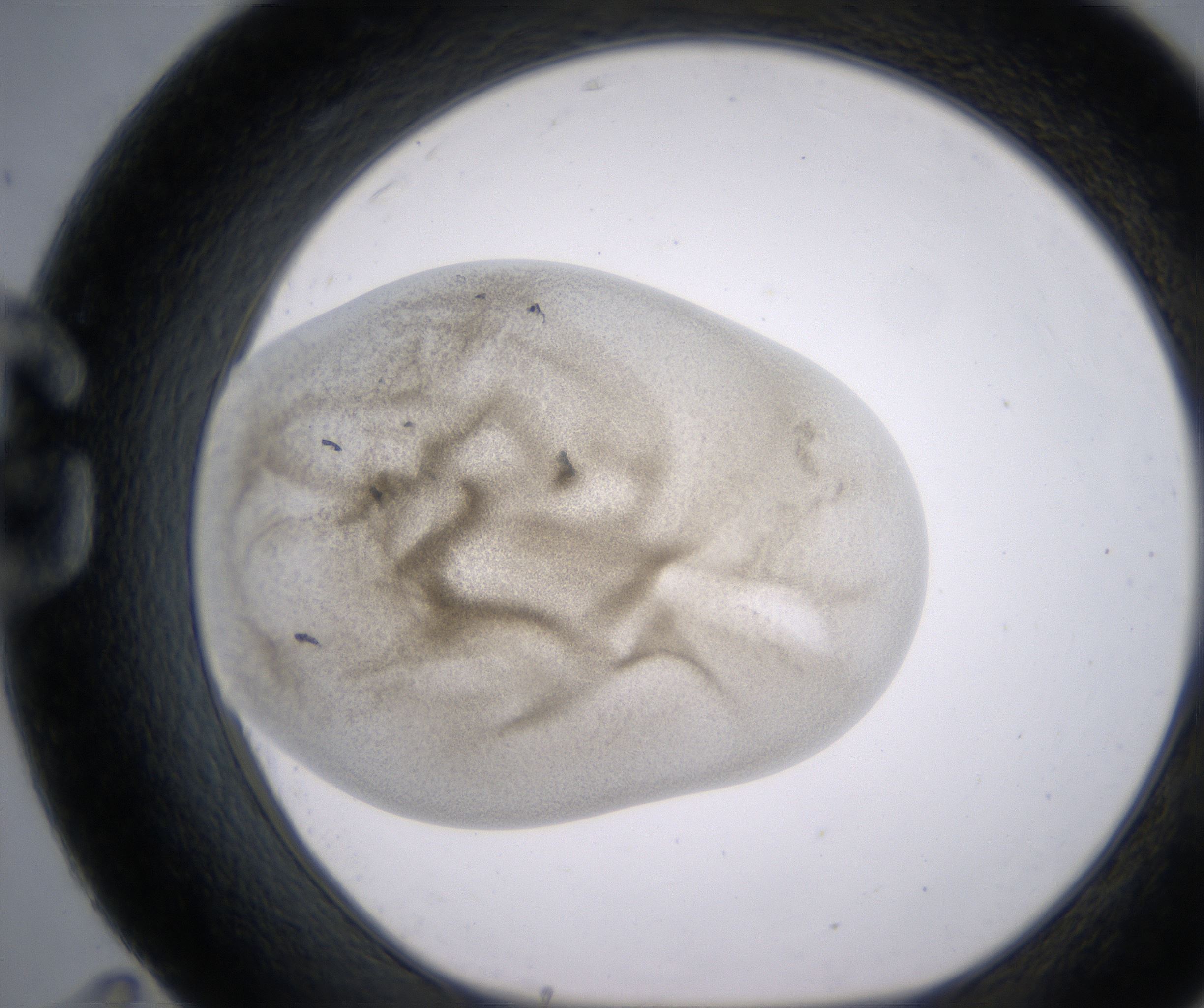 G11_HighResolution_Precipitate_1.jpg