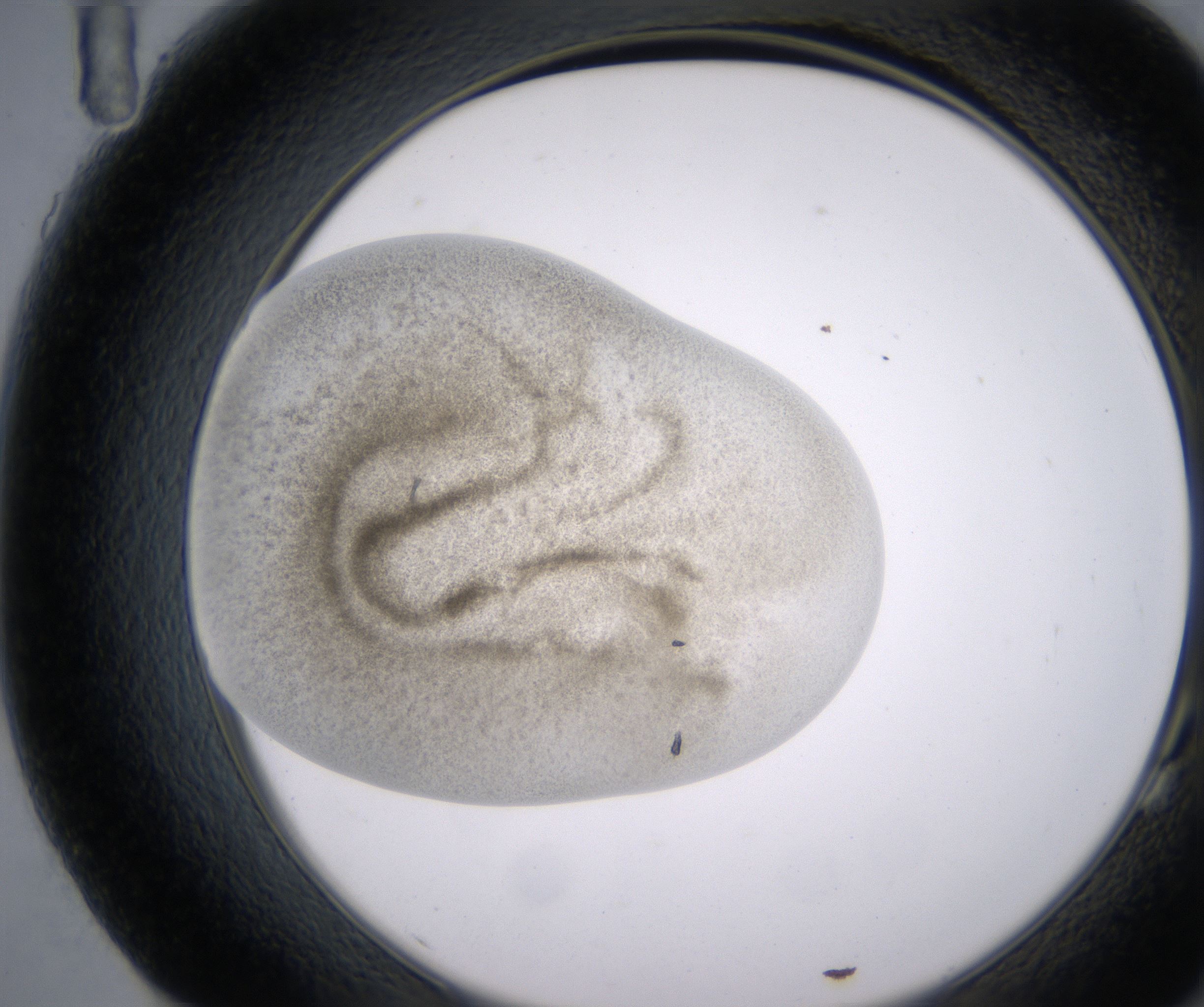 G11_HighResolution_Precipitate_2.jpg