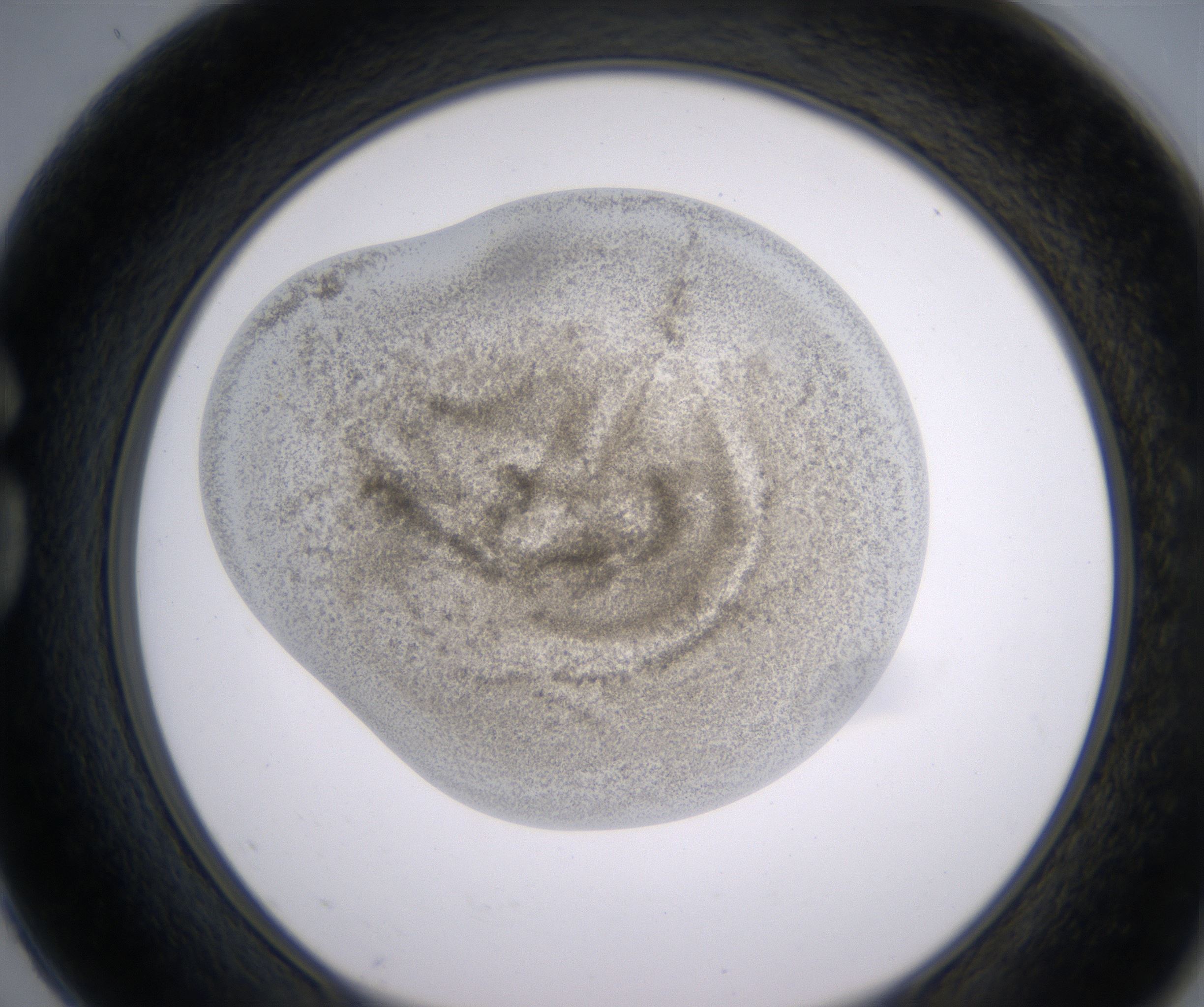 G2_HighResolution_Precipitate_1.jpg