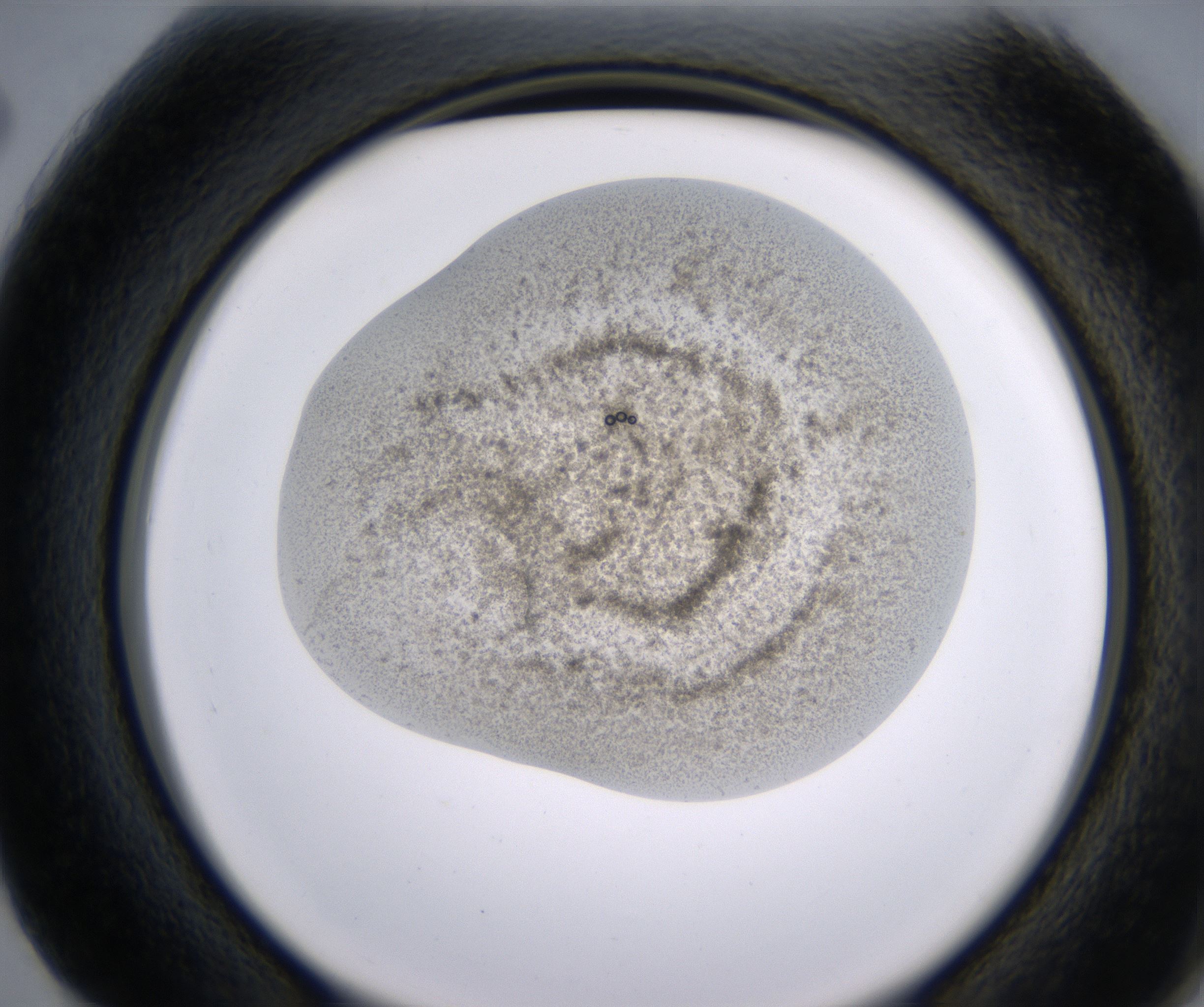 G2_HighResolution_Precipitate_2.jpg