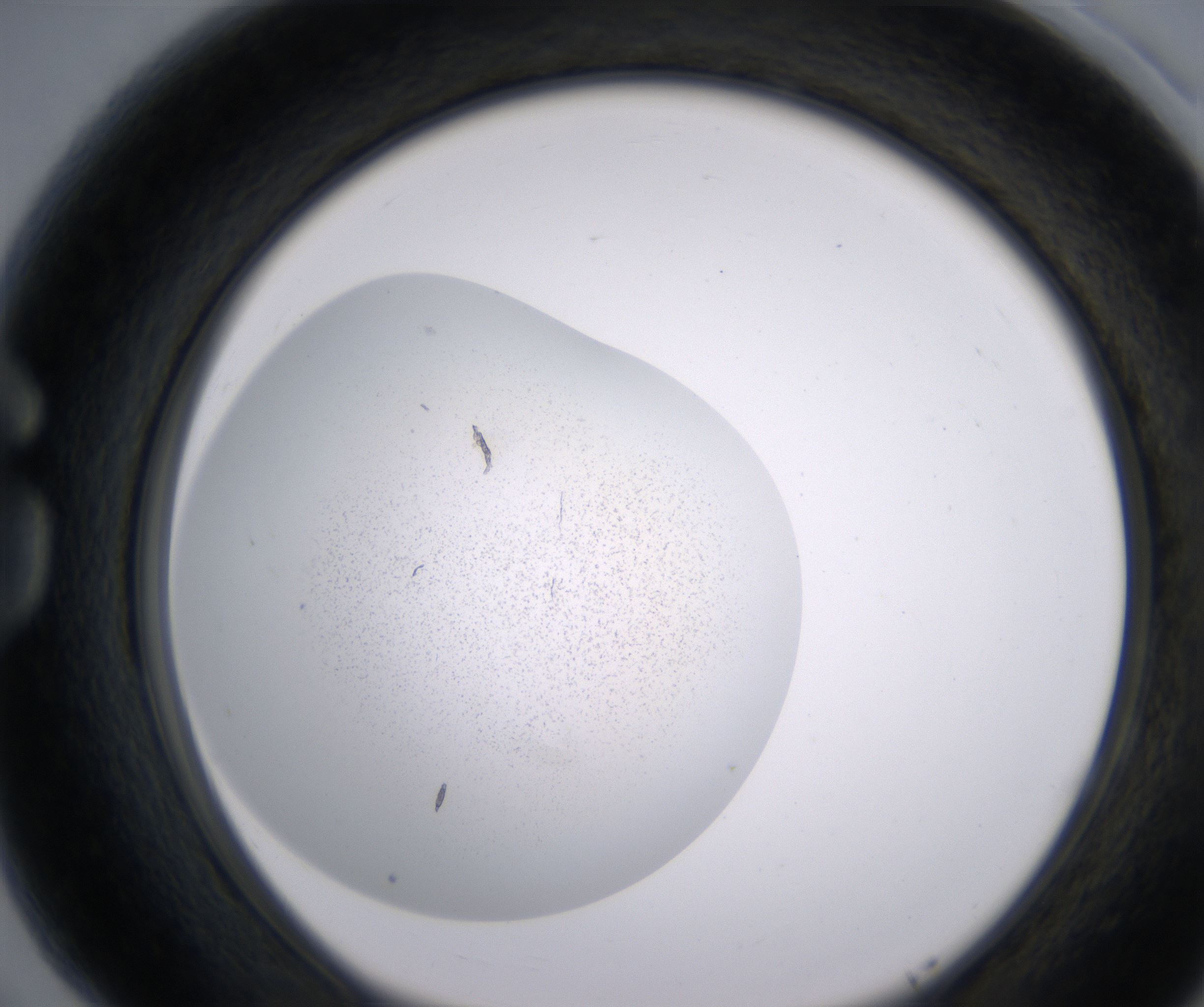 G5_HighResolution_Precipitate_1.jpg