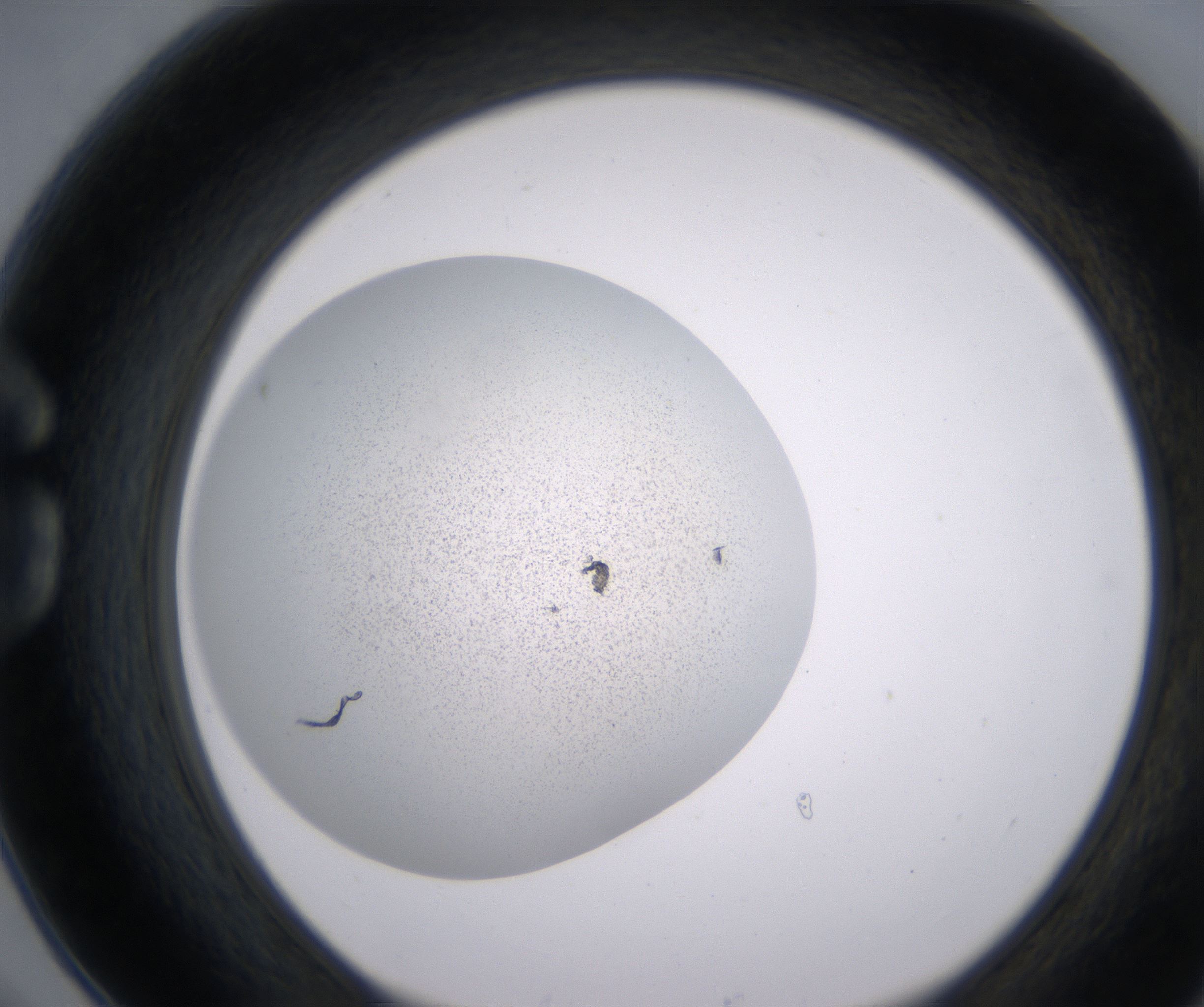 G6_HighResolution_Precipitate_1.jpg