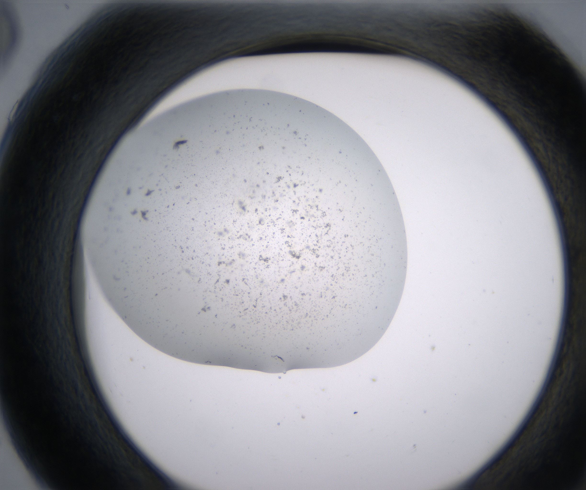 G6_HighResolution_Precipitate_2.jpg