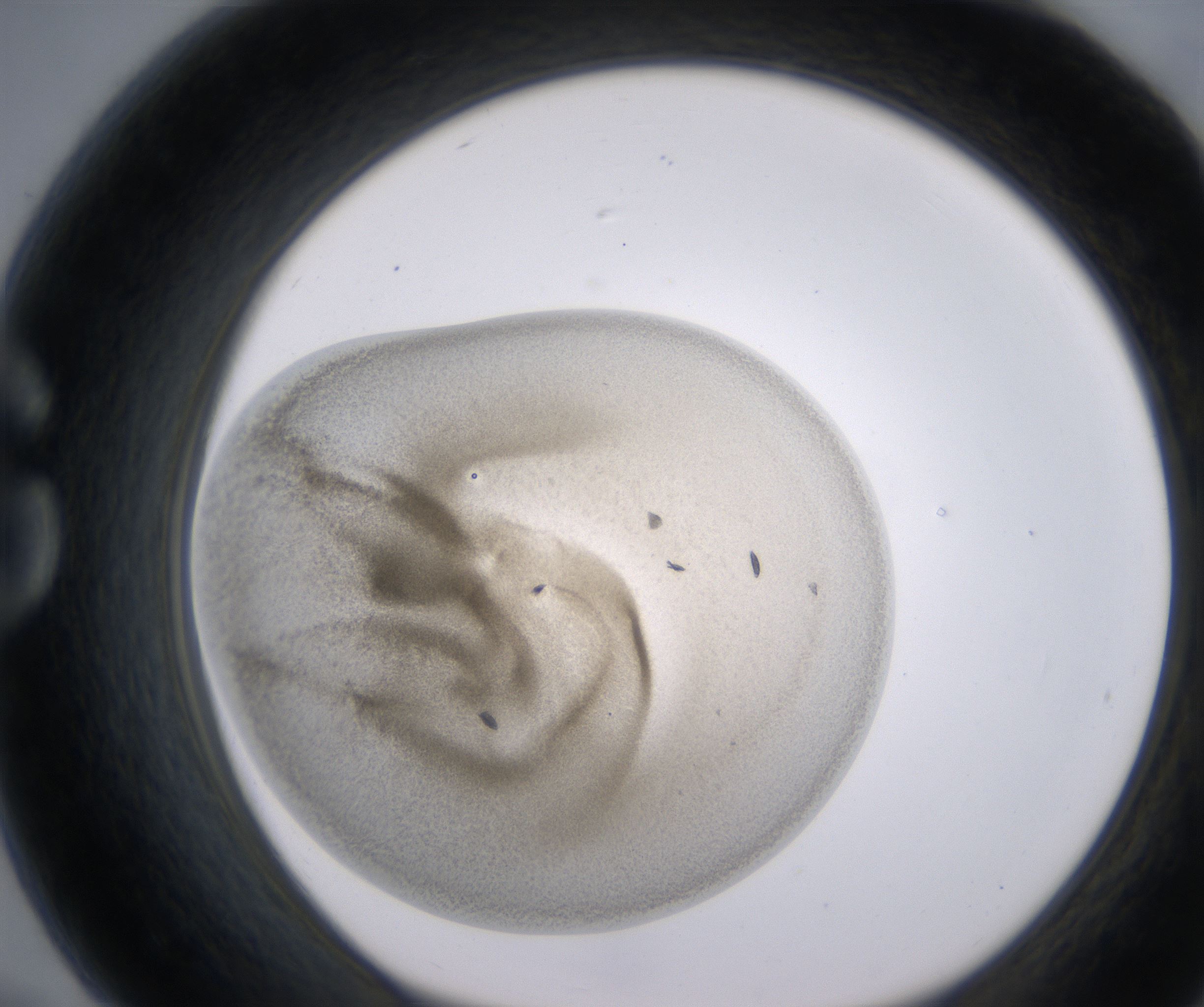 G7_HighResolution_Precipitate_1.jpg
