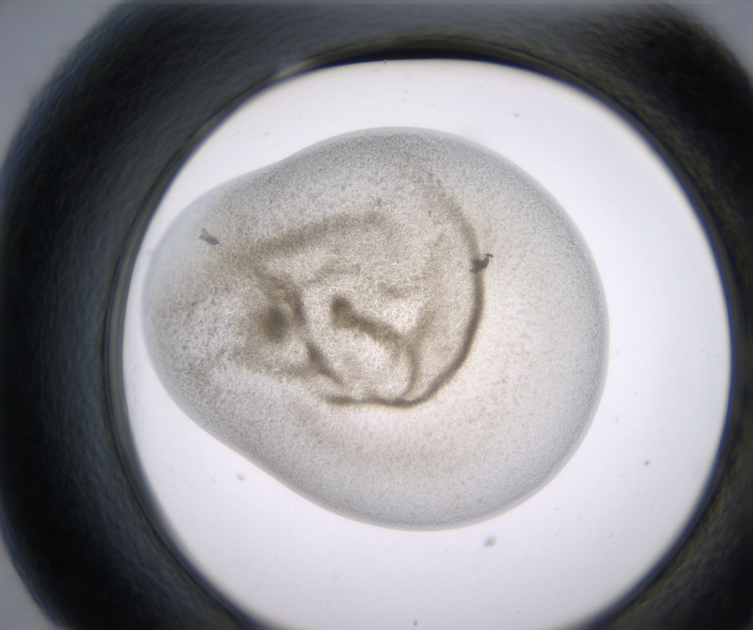 G7_HighResolution_Precipitate_2.jpg