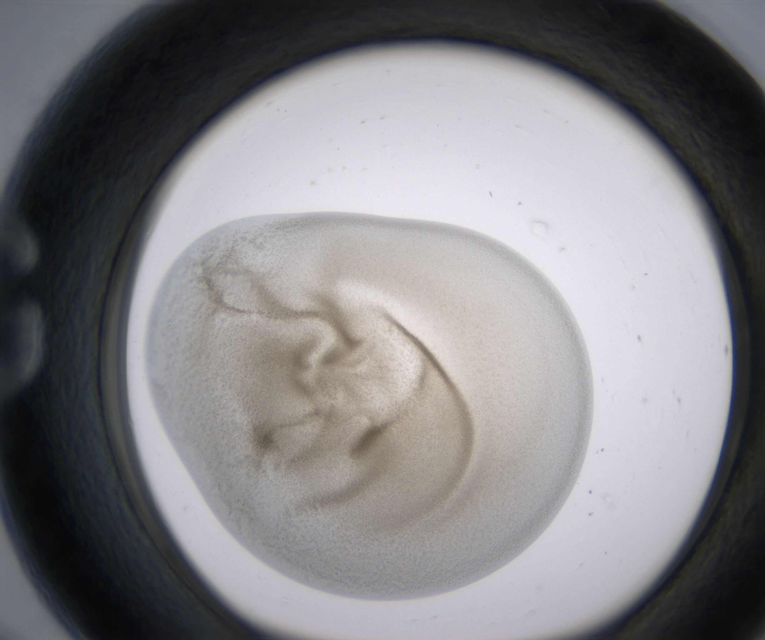 G8_HighResolution_Precipitate_1.jpg
