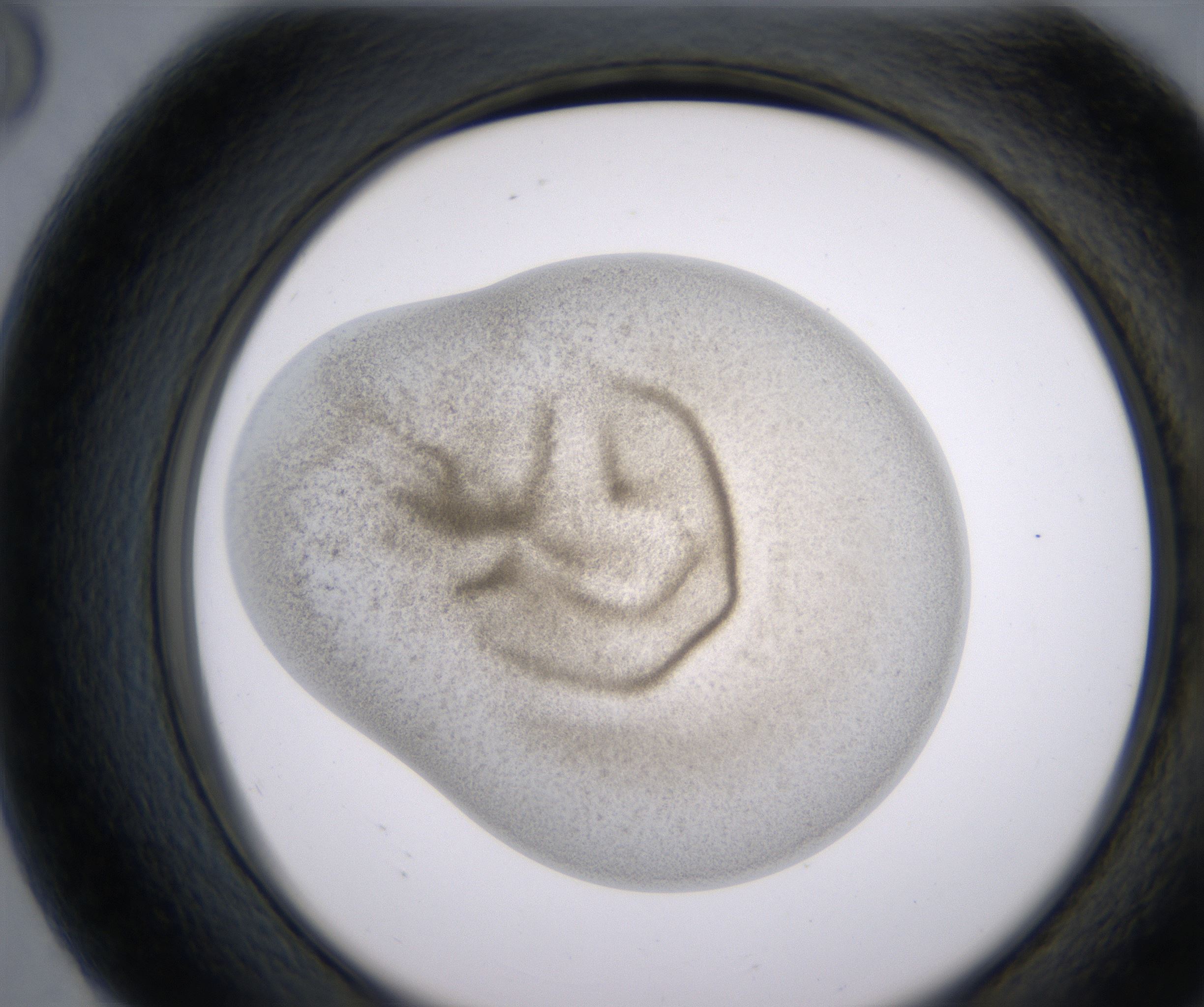 G8_HighResolution_Precipitate_2.jpg