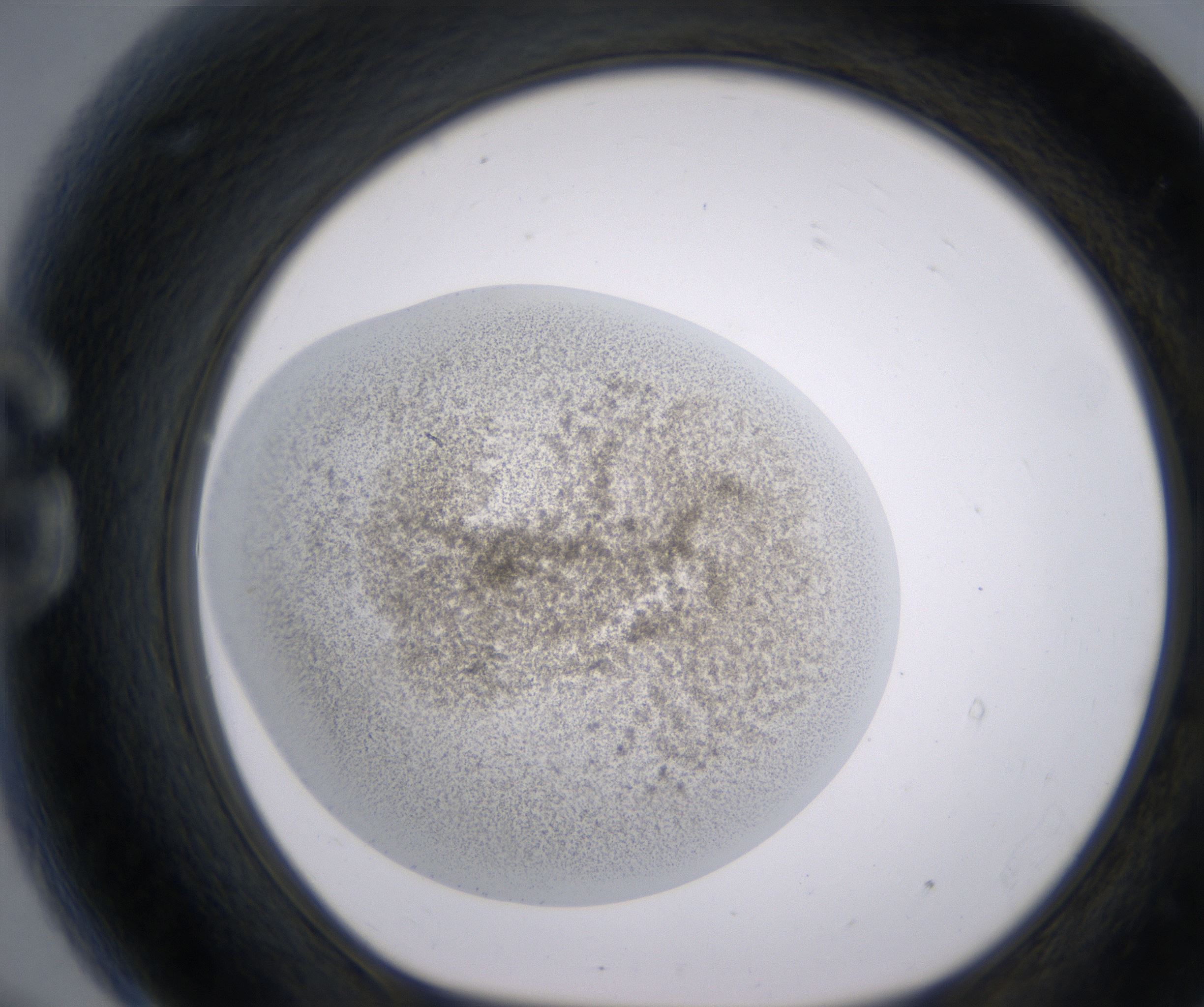 G9_HighResolution_Precipitate_1.jpg