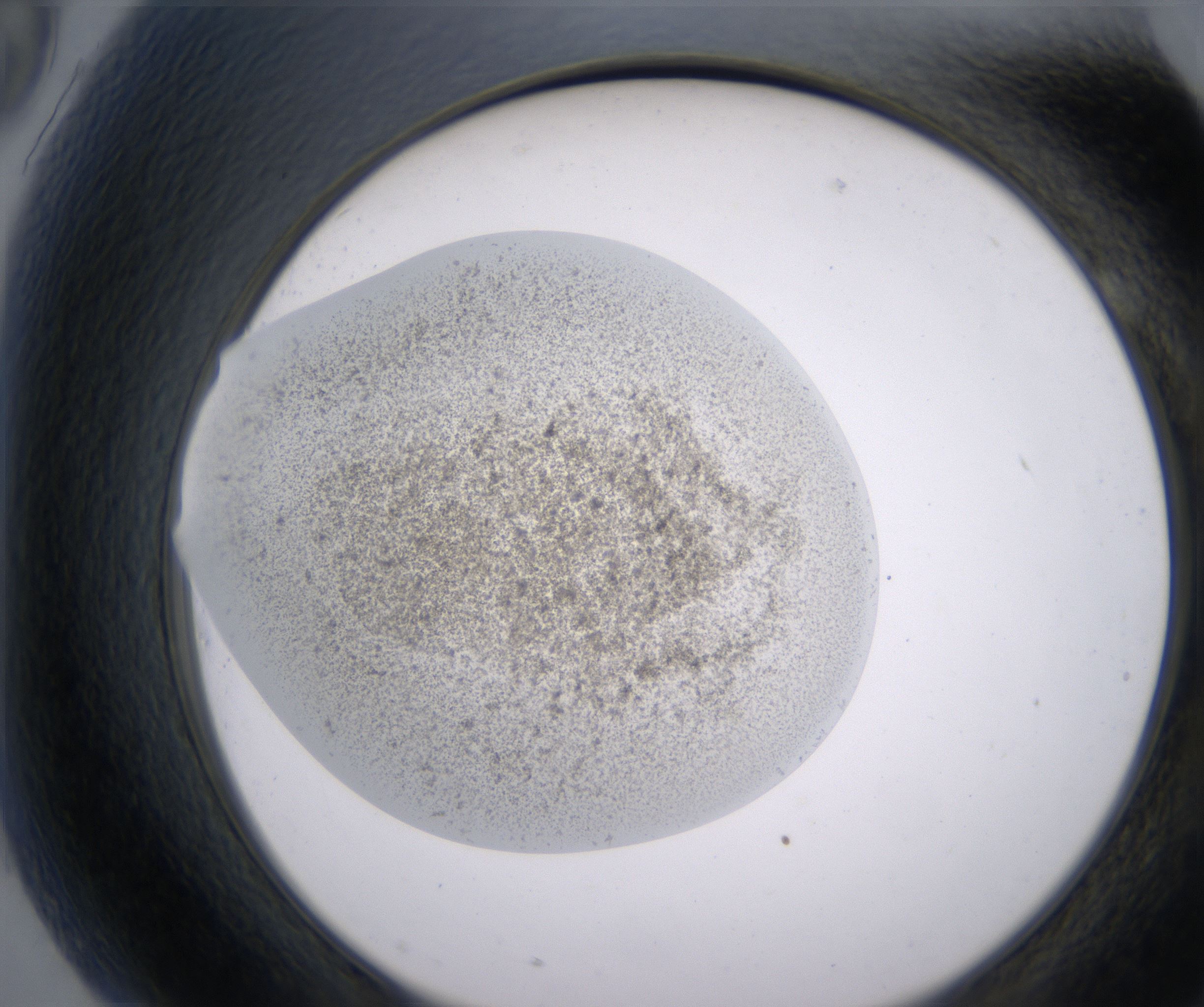G9_HighResolution_Precipitate_2.jpg