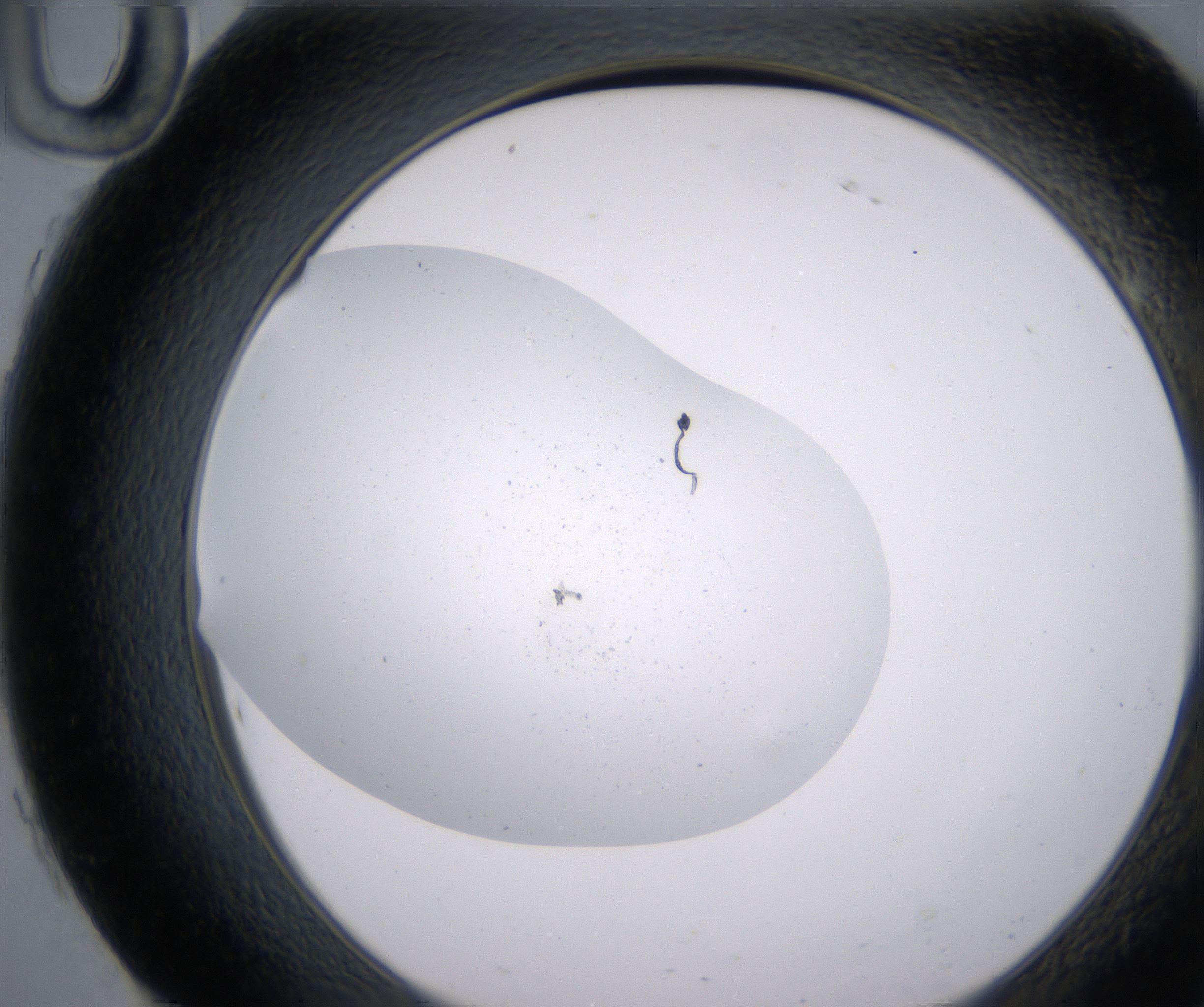 H10_HighResolution_Precipitate_2.jpg